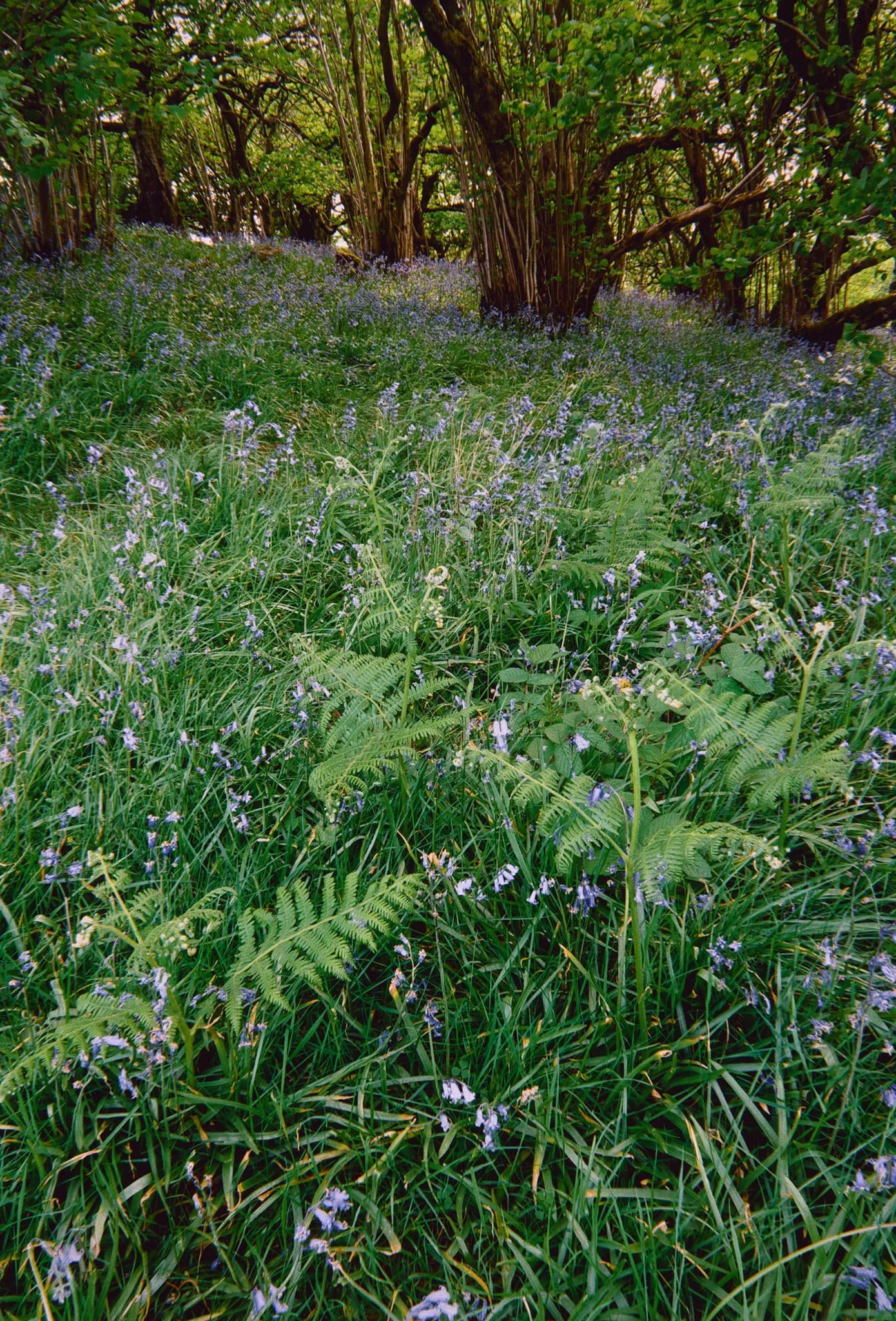 This area of woodland and pasture was once an important quarry and source of timber for Austwick. Now it’s marked as an SSSI and largely left to its own devices.