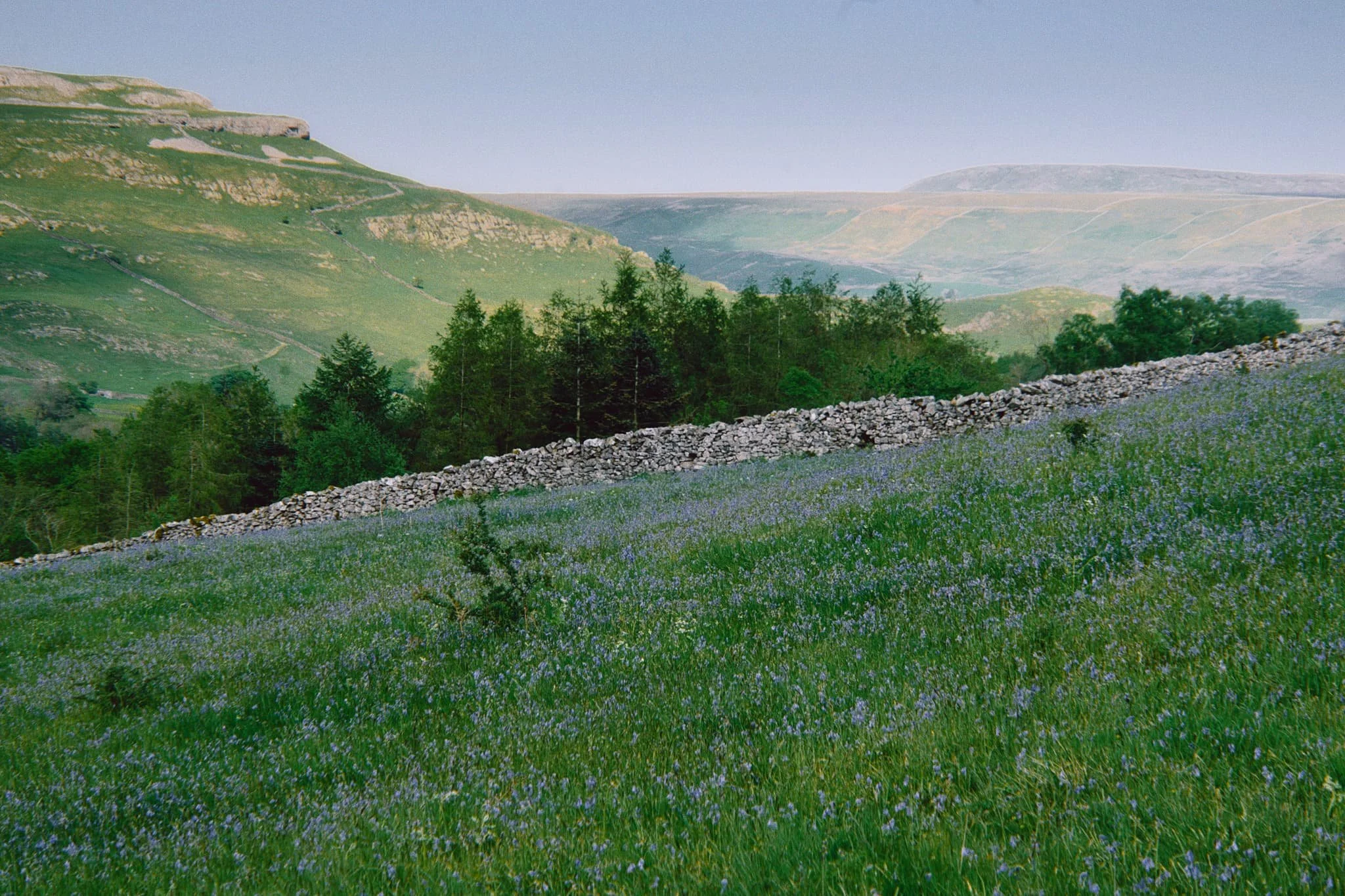 A carpet of bluebells with Moughton Scar on the left and Bargh Hill on the right.