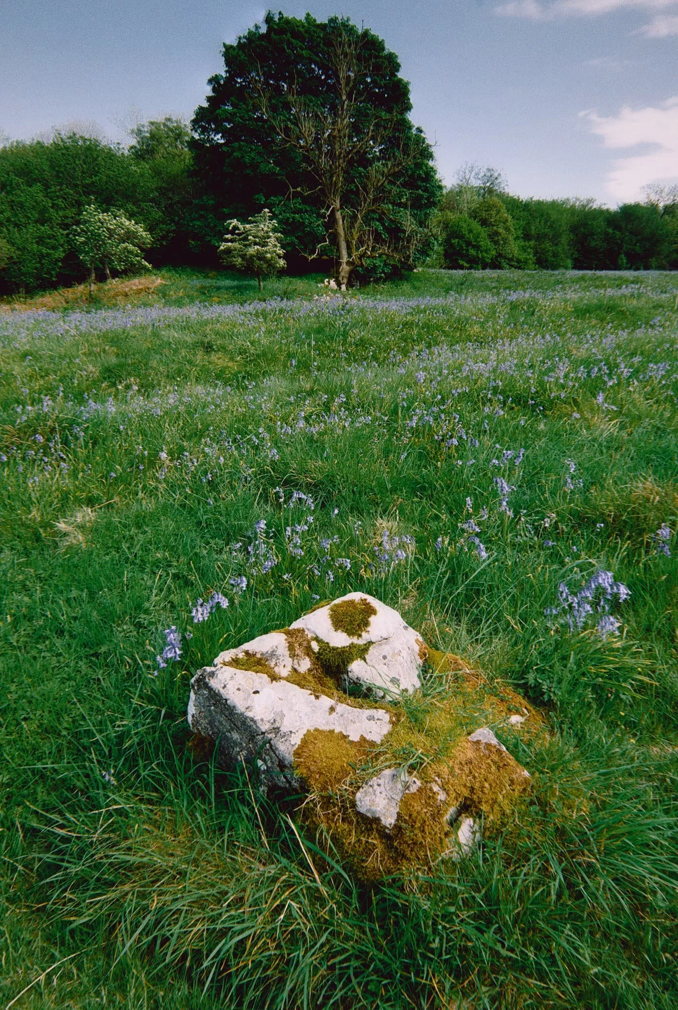 Higher up, more former pasture land has given way to more bluebells. I found this solitary limestone boulder covered in moss that made for a lovely composition.
