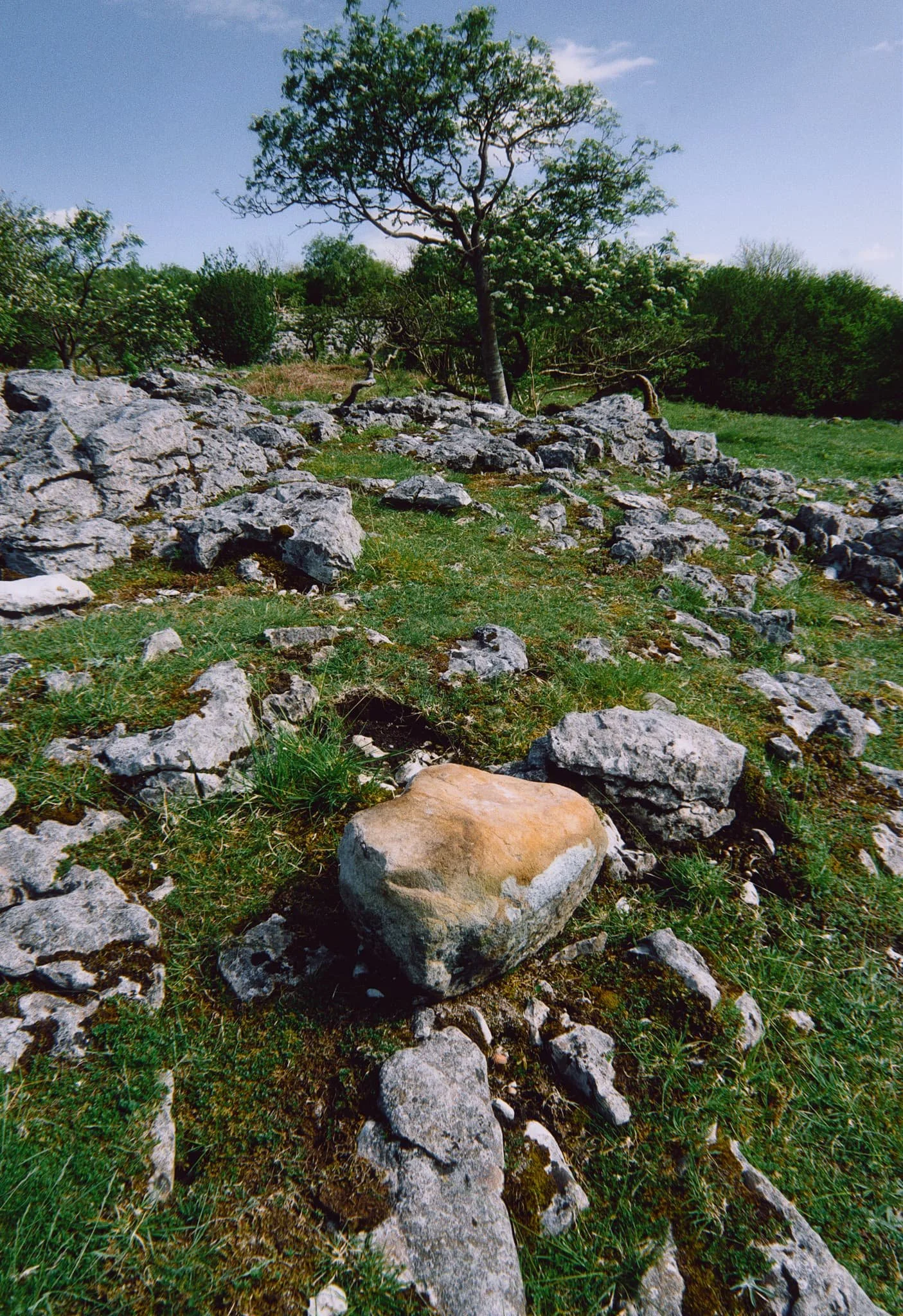 In addition to all the bluebells were tracts of limestone pavement, much to my delight!