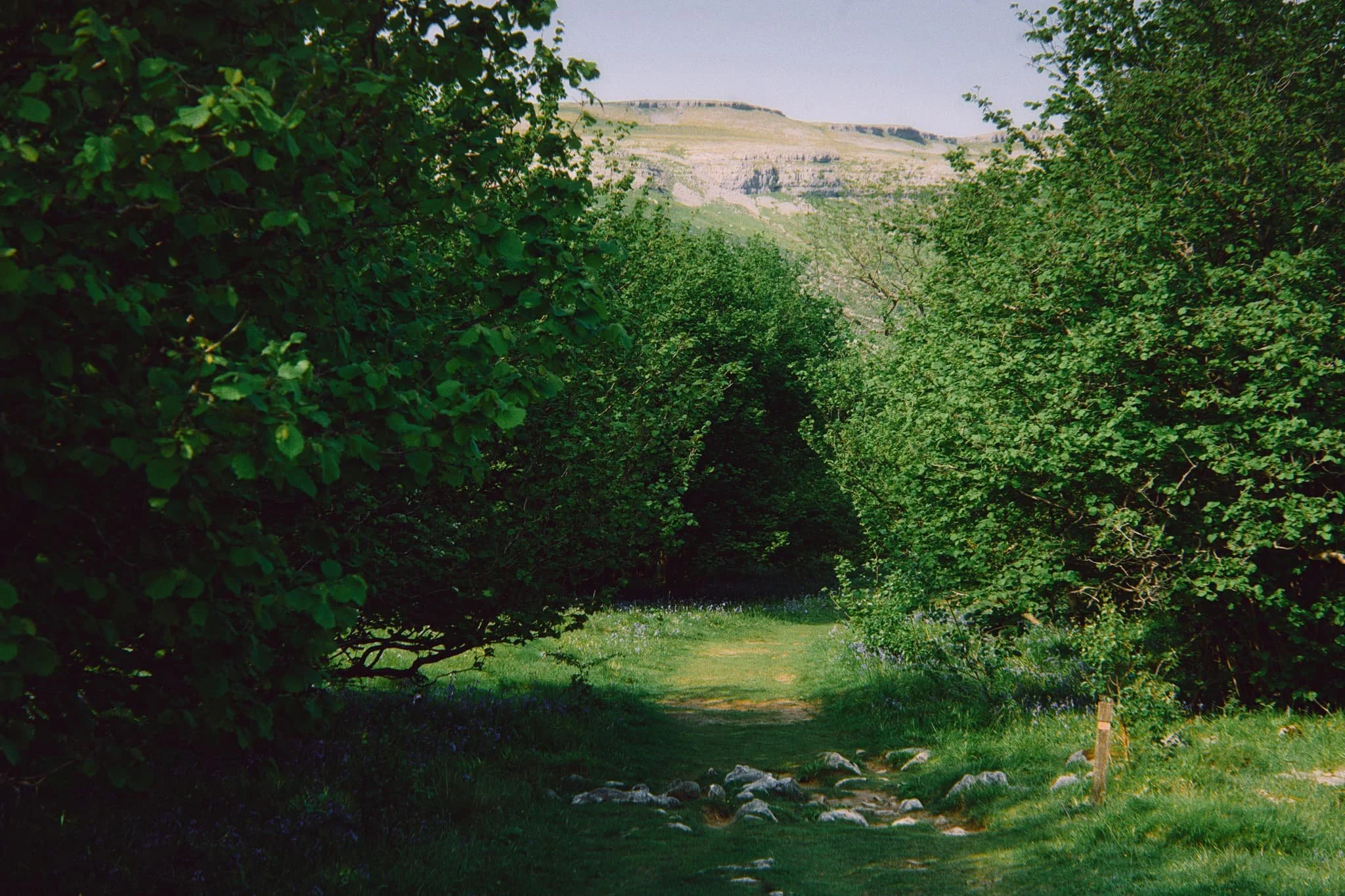 Entering the denser woodland of Wharfe wood, a small trail branched off, giving views towards Moughton Scar.