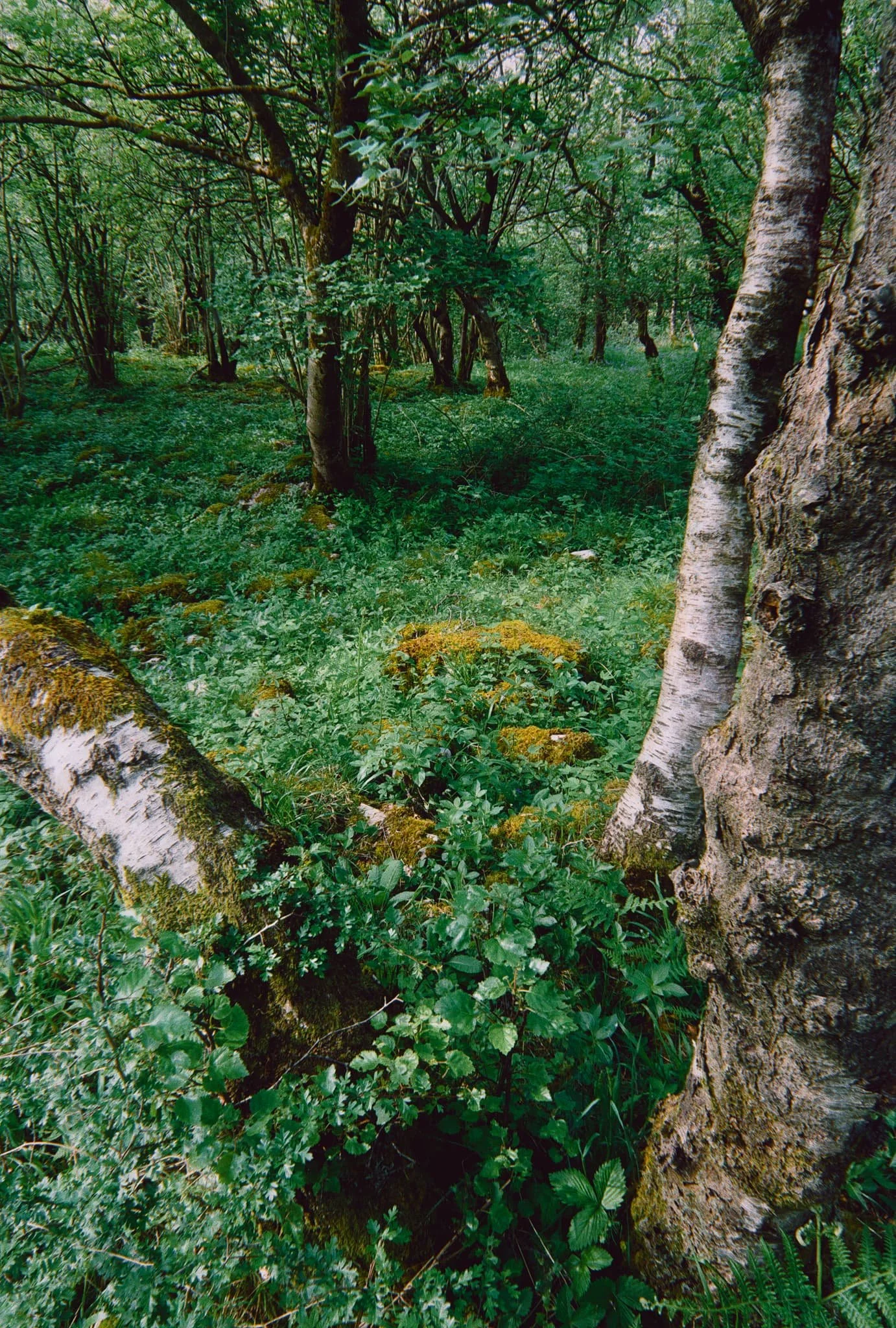 Wharfe wood’s thicker coverage meant for beautiful soft light and trees covered in moss and lichen.