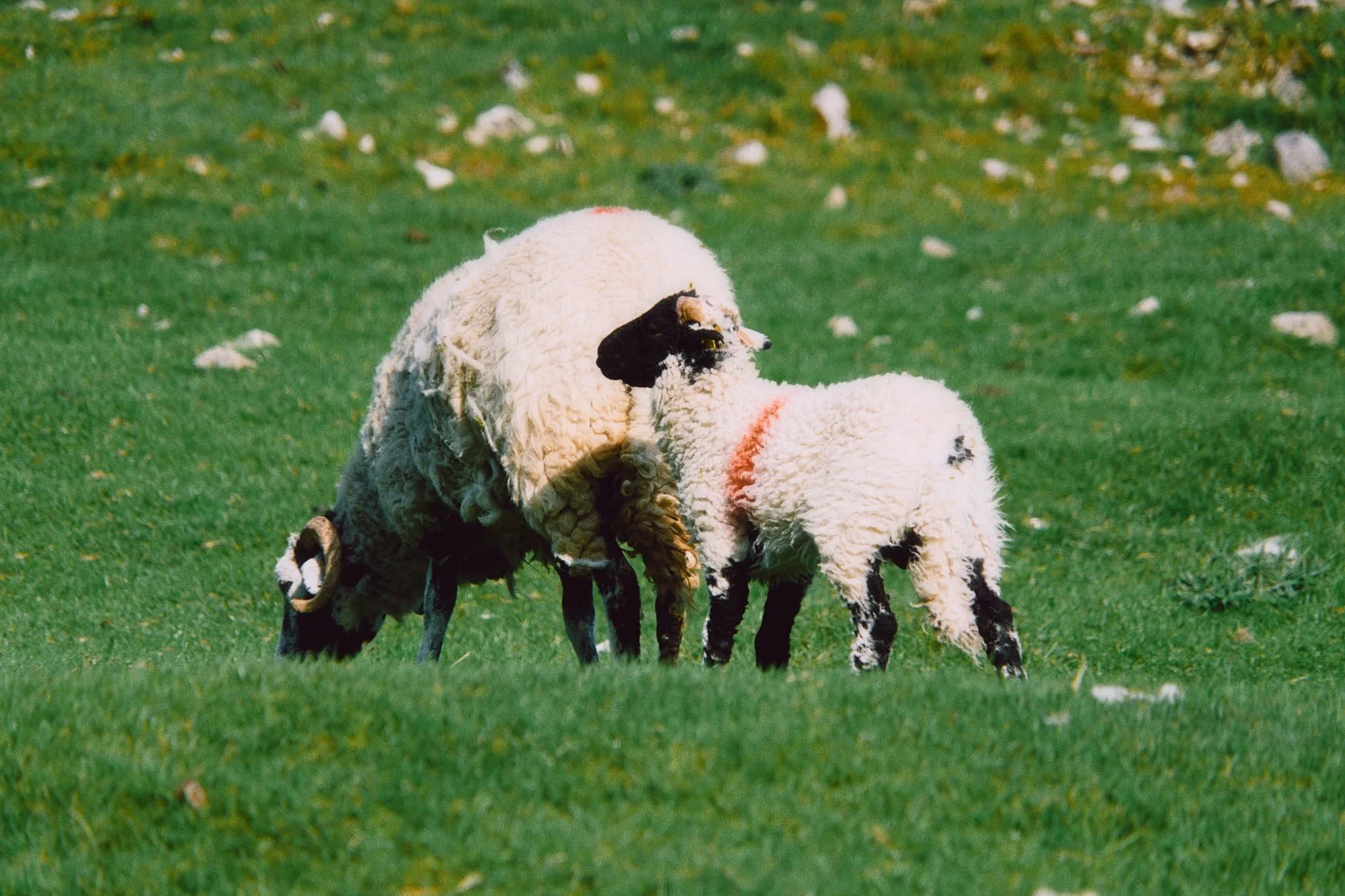 This year’s spring lambs, of the Swaledale kind, quickly scampered to their mums.