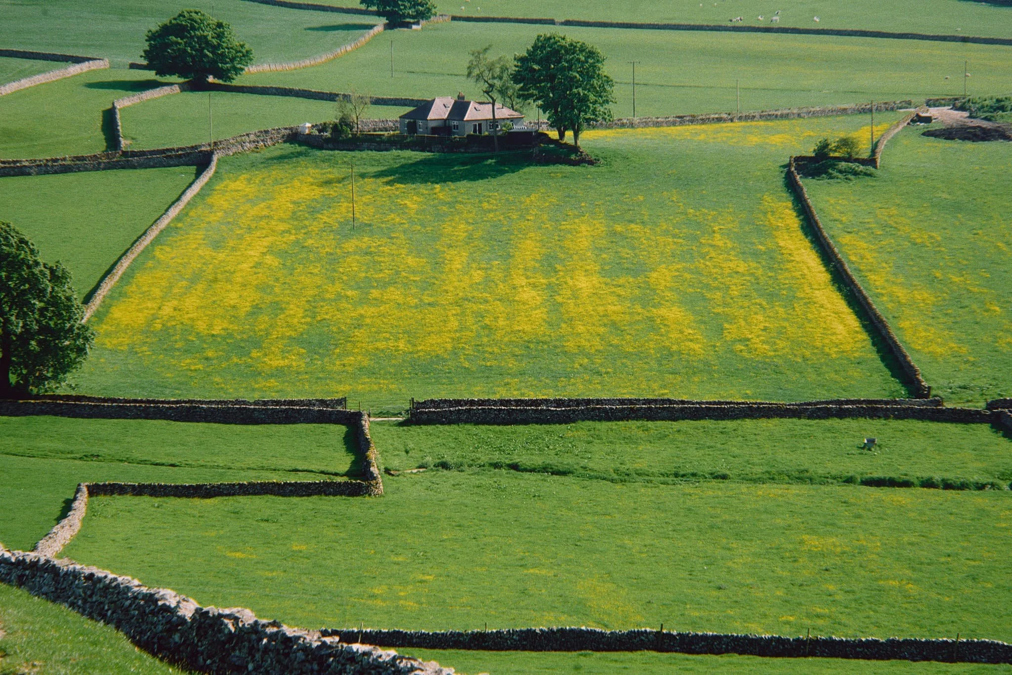 On our descent to Feizor I spotted this little cottage and its field covered in buttercups.