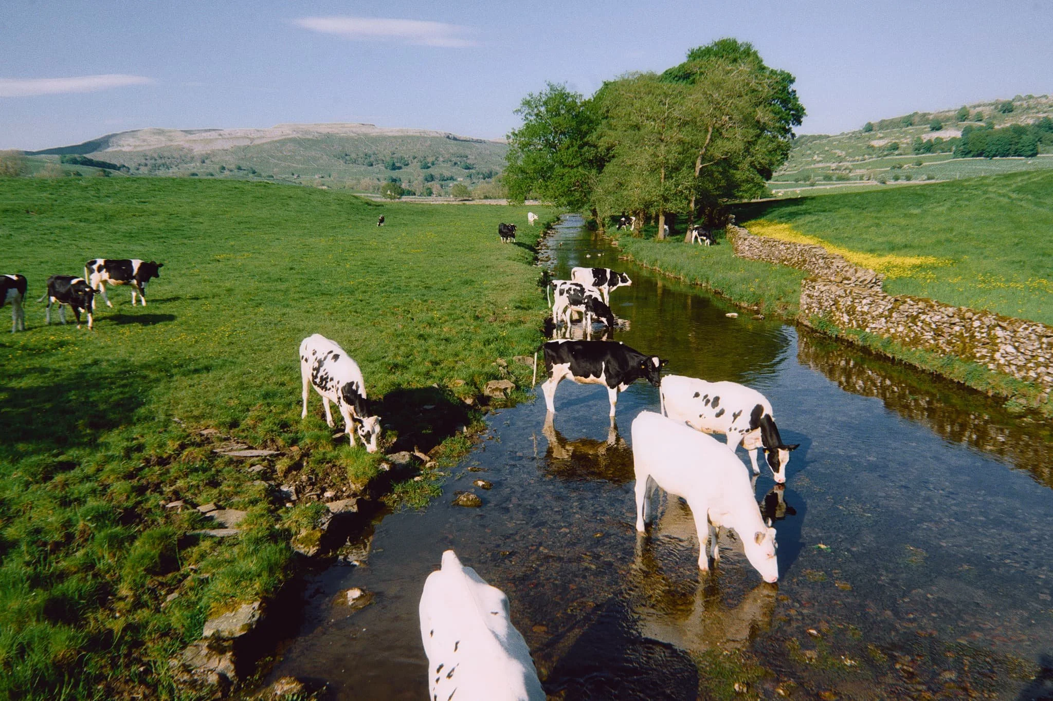 Back at Austwick, the local cows gently made their way to Austwick Beck for a cool down and a drink to relieve from the warm spring day.