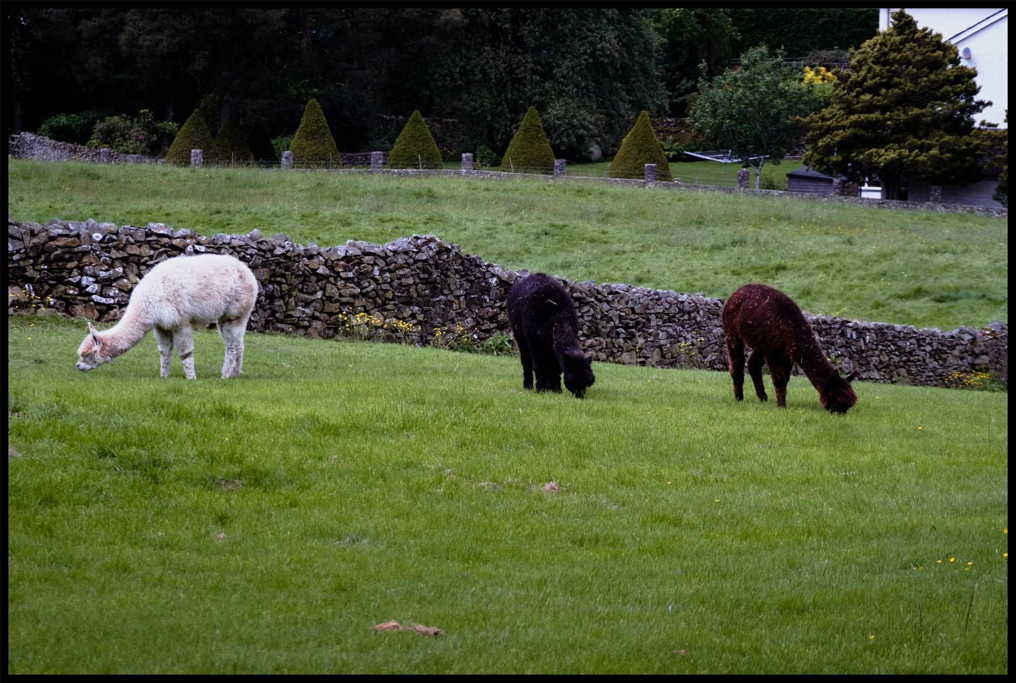  Heading up Old Sedbergh Road, I spy three alpacas happily grazing in the fields. 