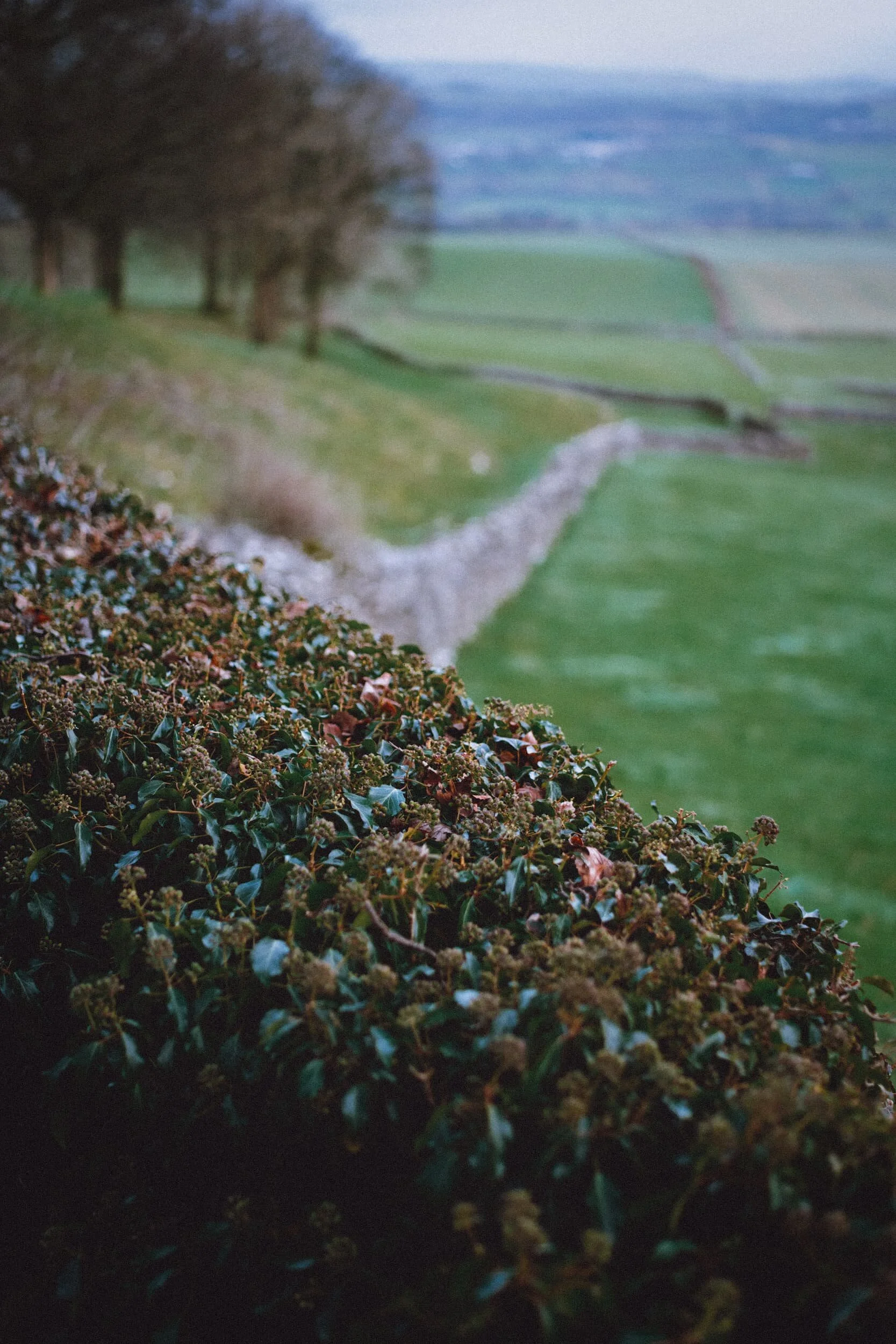 Another variation of the above composition, picking out some of the flora in the hedgerows.