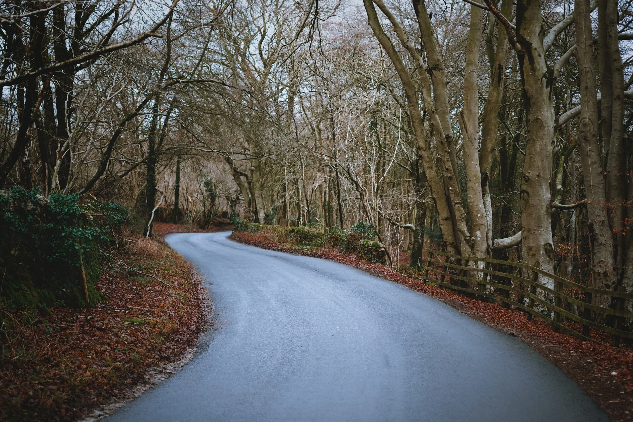 A beautifully wooded lane. One to come back to in spring and summer.