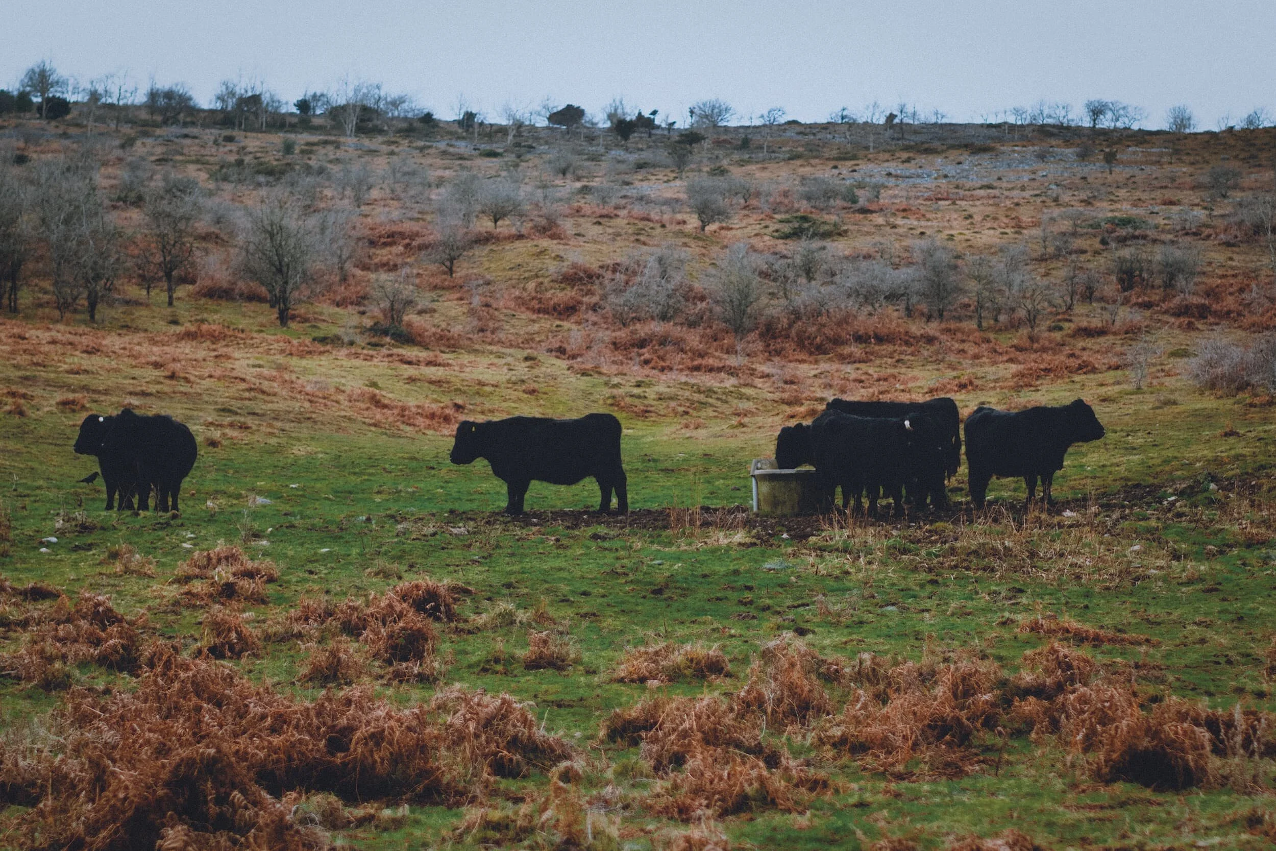 Following along the back of Scout Scar we came across these rather noisy cows, bellowing at each other.