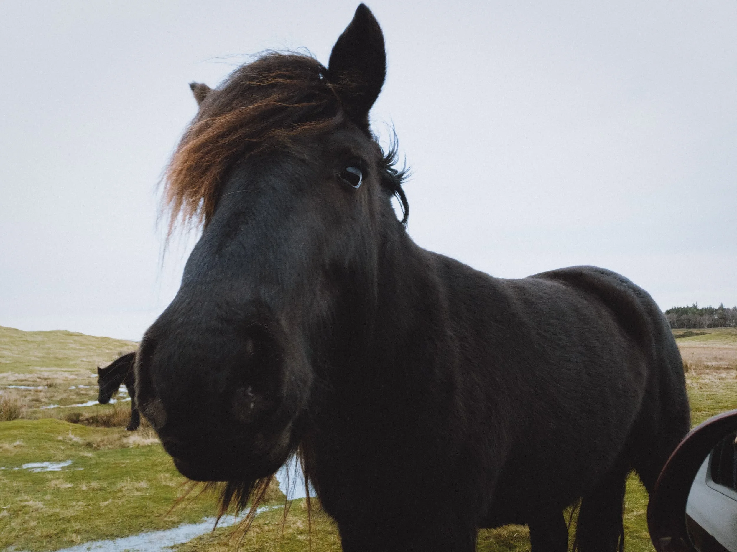  As we started driving out of Caldbeck Common we stopped the car to let a herd of fell horses through. I wound down the window to snap some phone photos when one gorgeous member of the herd stopped and poked through the window for a sniff. 