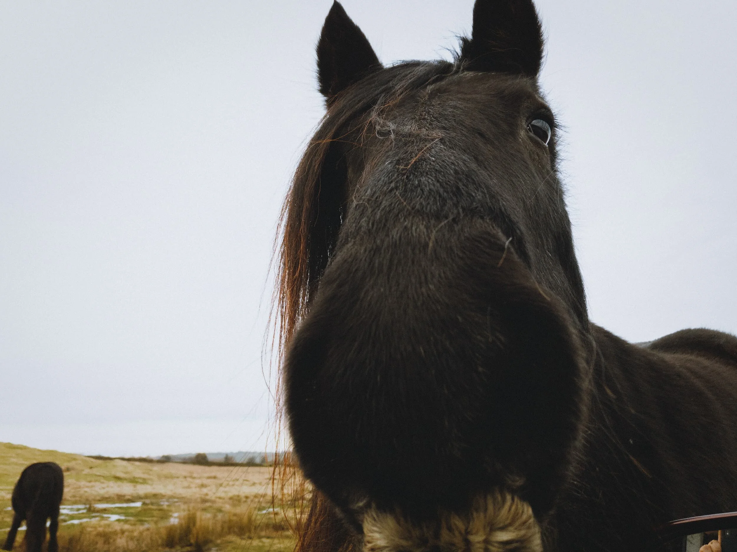  Didn&rsquo;t have any tasty carrots or apples on me, I&rsquo;m afraid. 