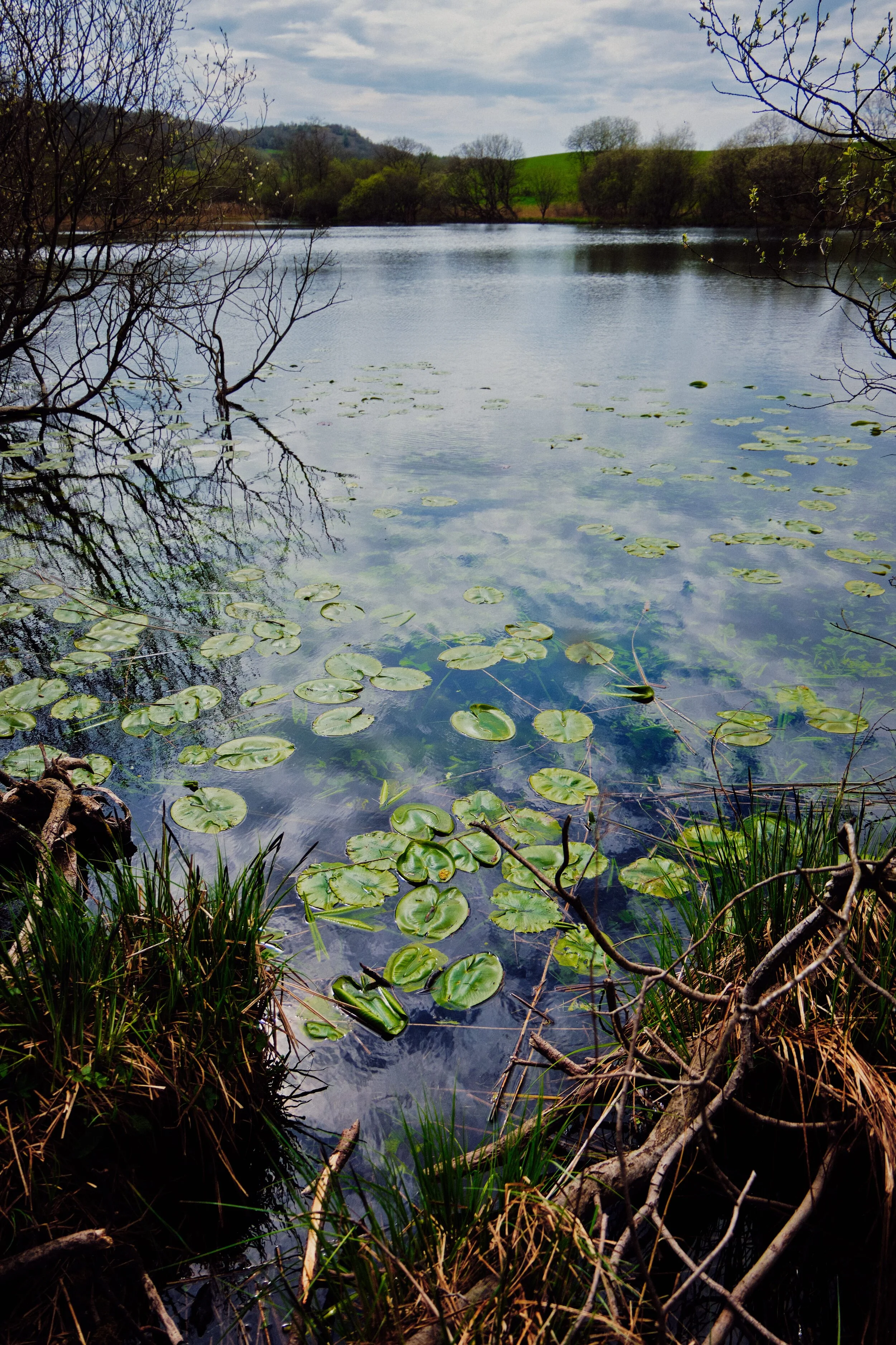 Cunswick Tarn! There’s not actually a path around the tarn, so you have to come off the trail and navigate through the swampy undergrowth to get to the tarn’s shore. We immediately spotted the water lilies and mentally bookmarked a return trip in summer when these will have blossomed some beautiful flowers.