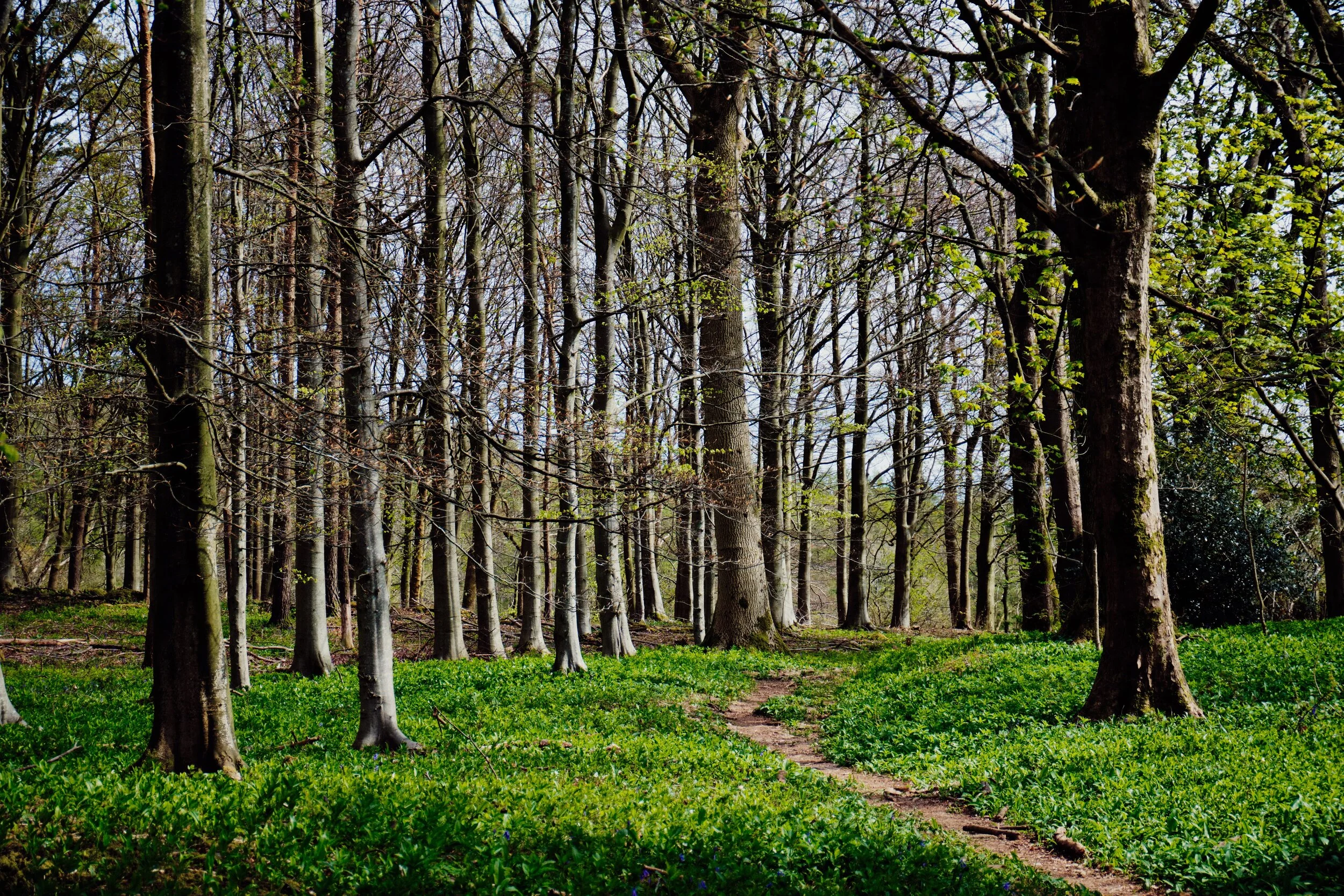 Looking back into Ash Spring Woods from its exit. We could already see one or two bluebells blooming in these woods, surrounded also by wild garlic. In a week or two’s time this wood will enjoy a carpet of blue and white.