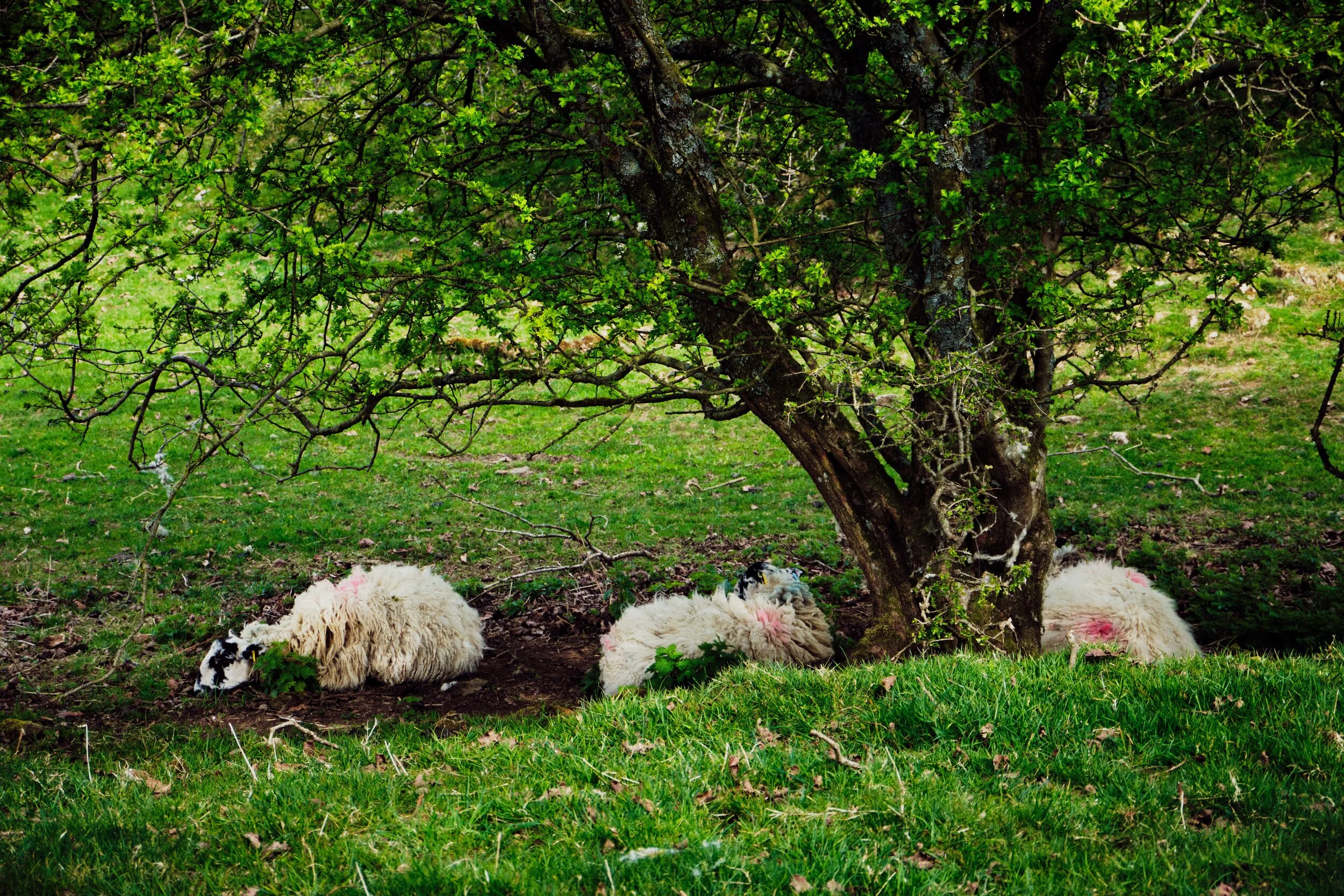 Badger Faced ewes have an afternoon snooze under the tree.