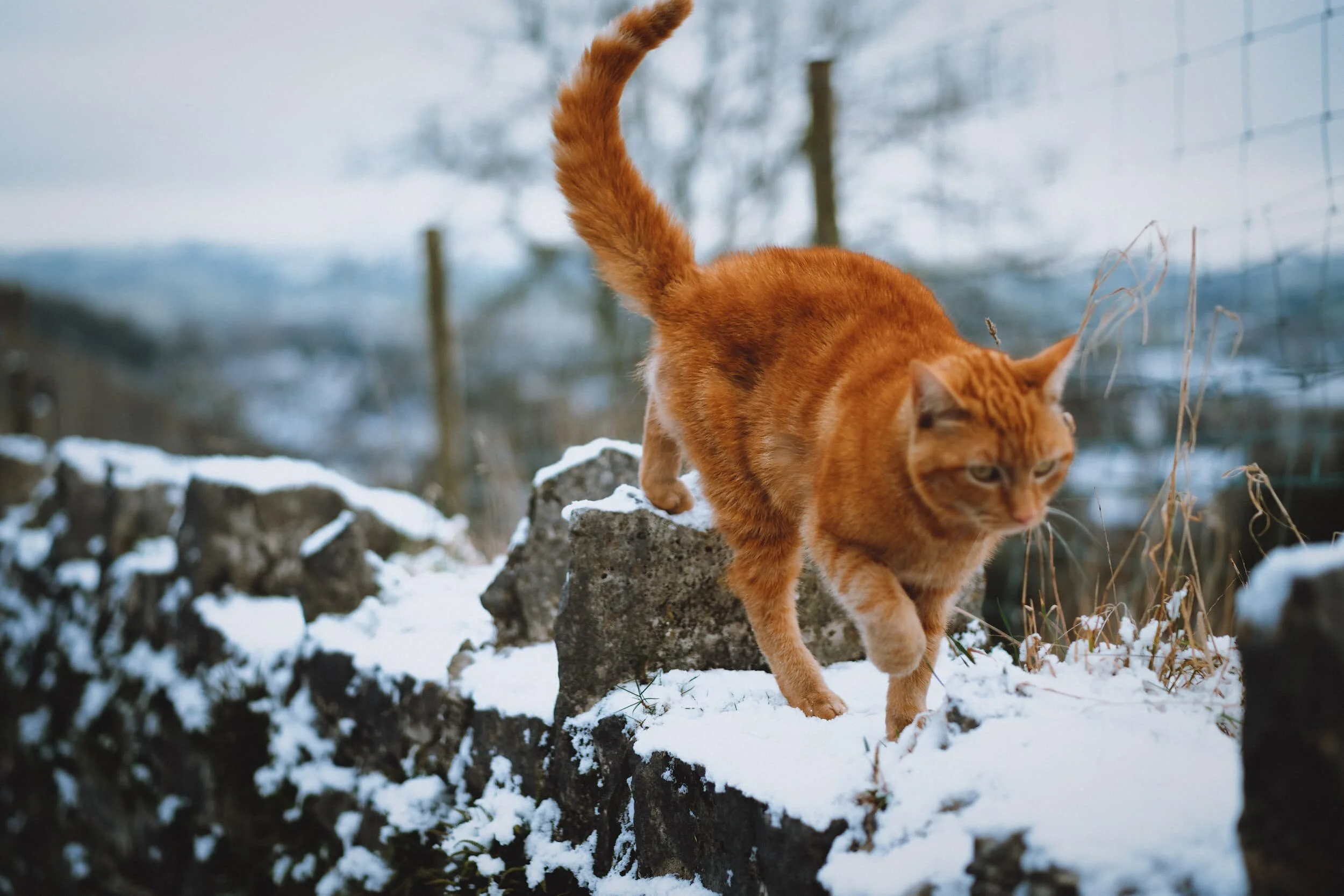 We made friends with this gorgeous girl, who was exploring the winter landscape.