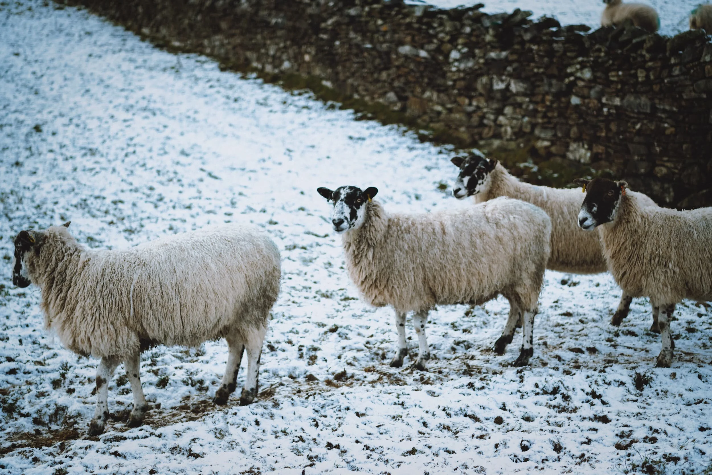 There were plenty of sheep around the lower slopes of Kendal Fell. Not sure of the breeds, probably a lot of North England Mules.