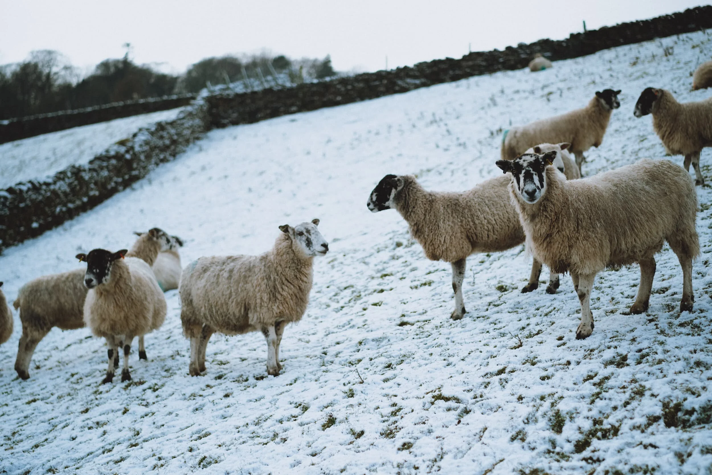 I love the quizzical expressions sheep give you.