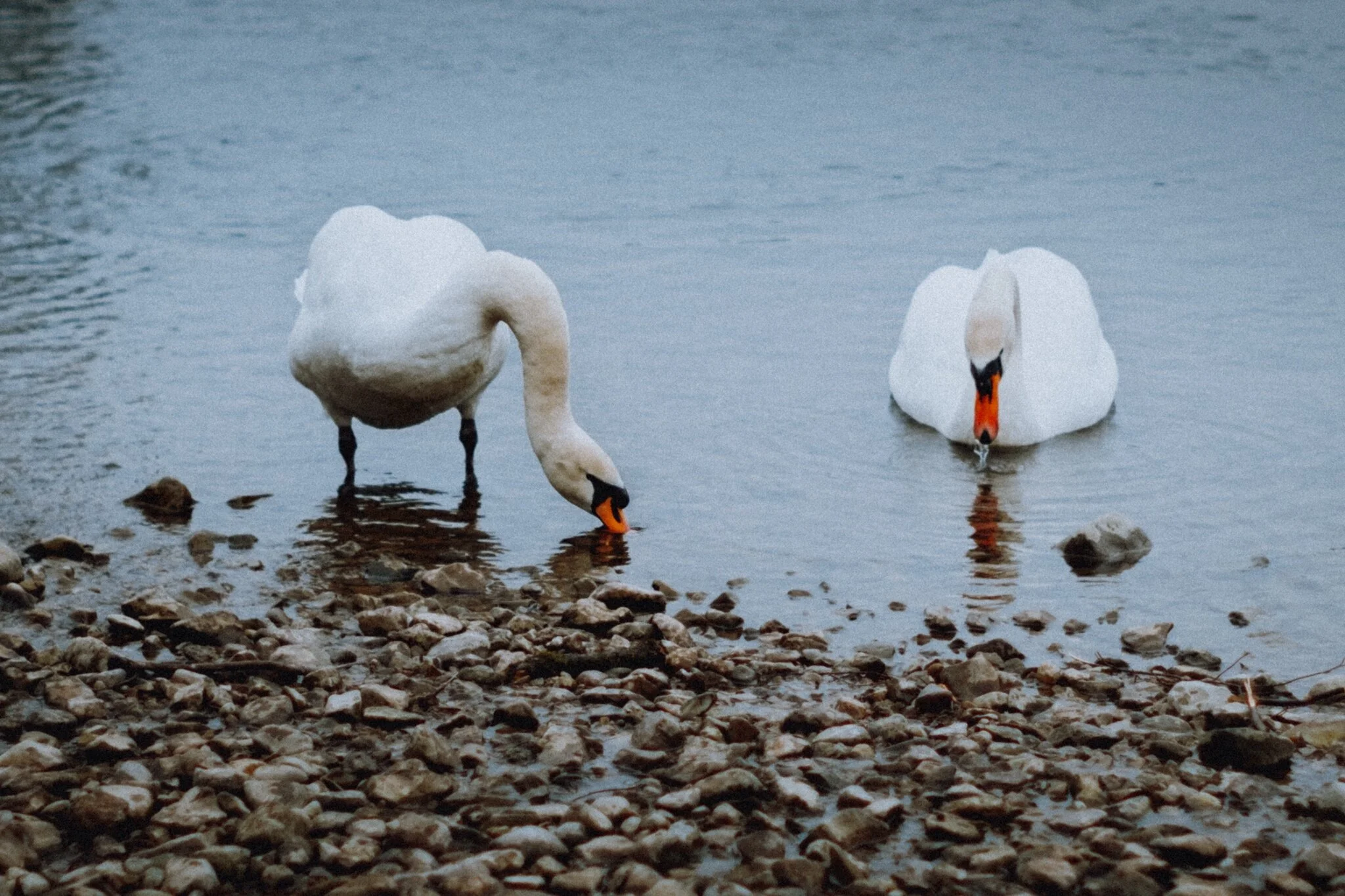 Near Scroggs Wood there were plenty of Mallard ducks and swans milling about the river shore.