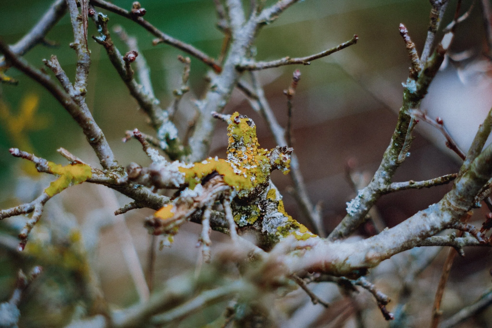 Here’s a thing: did you know there’s such a job/profession as Lichenologist? Isn’t that wonderful? And such a crucial organism, too.