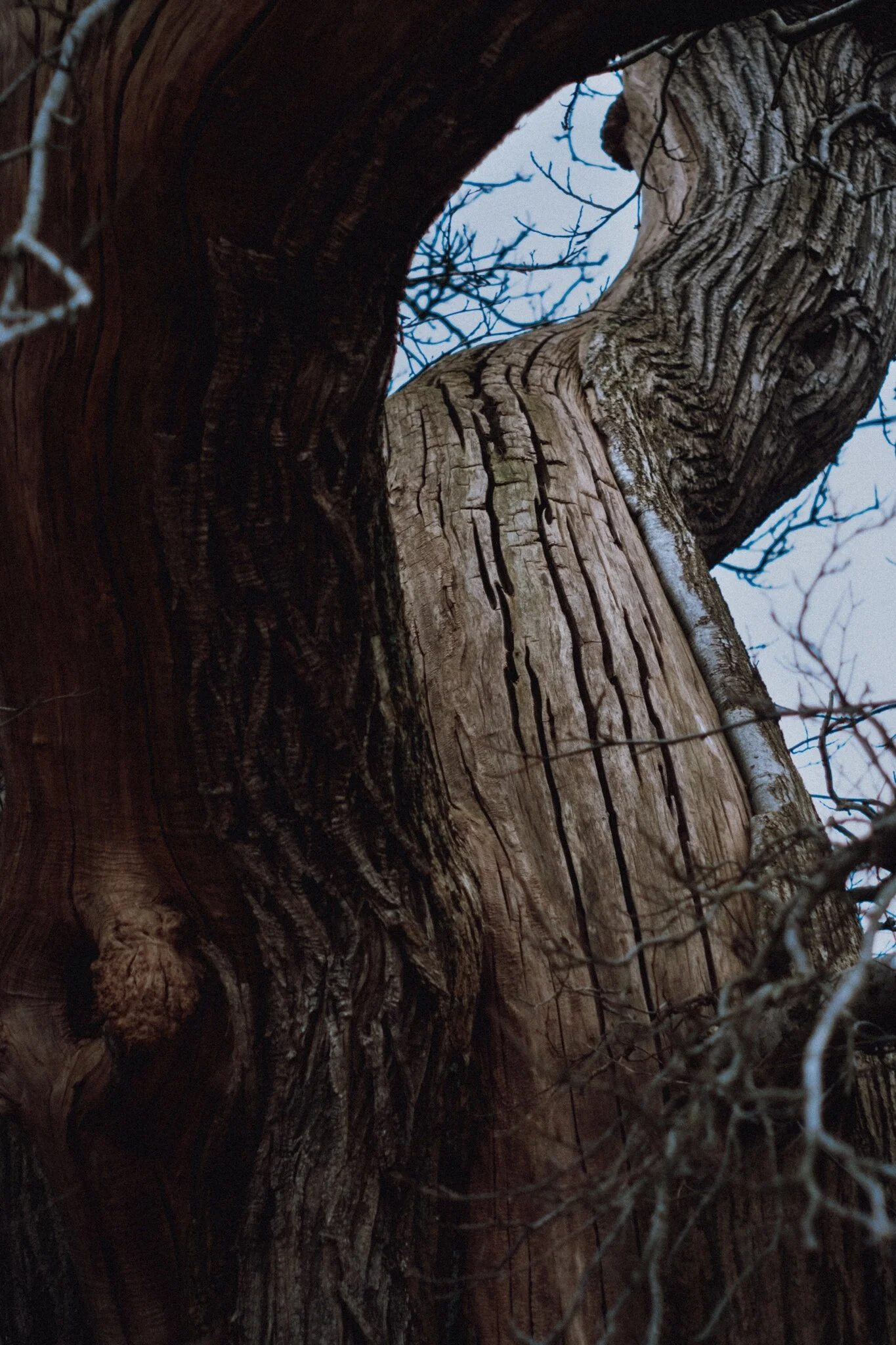 The textures of a particularly gorgeous and large oak in the grounds of Berry Holme Farm.