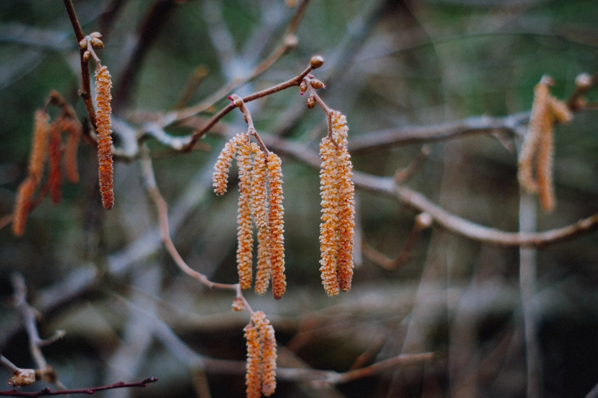 Catkins belonging to the common hazel tree, or Corylus avellana. Always good to see these, a sign of spring.