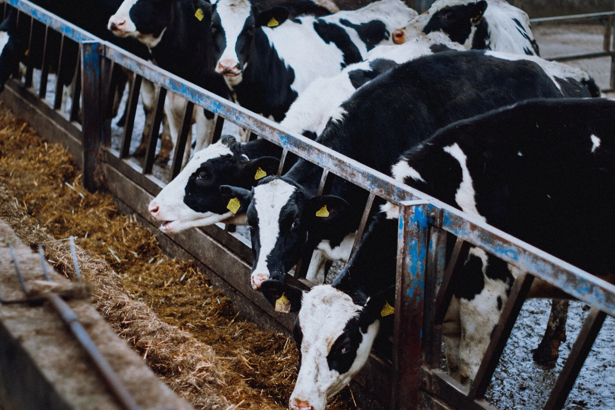 Holstein cows happily munching away. Won’t be long until they’re let out onto the fields.
