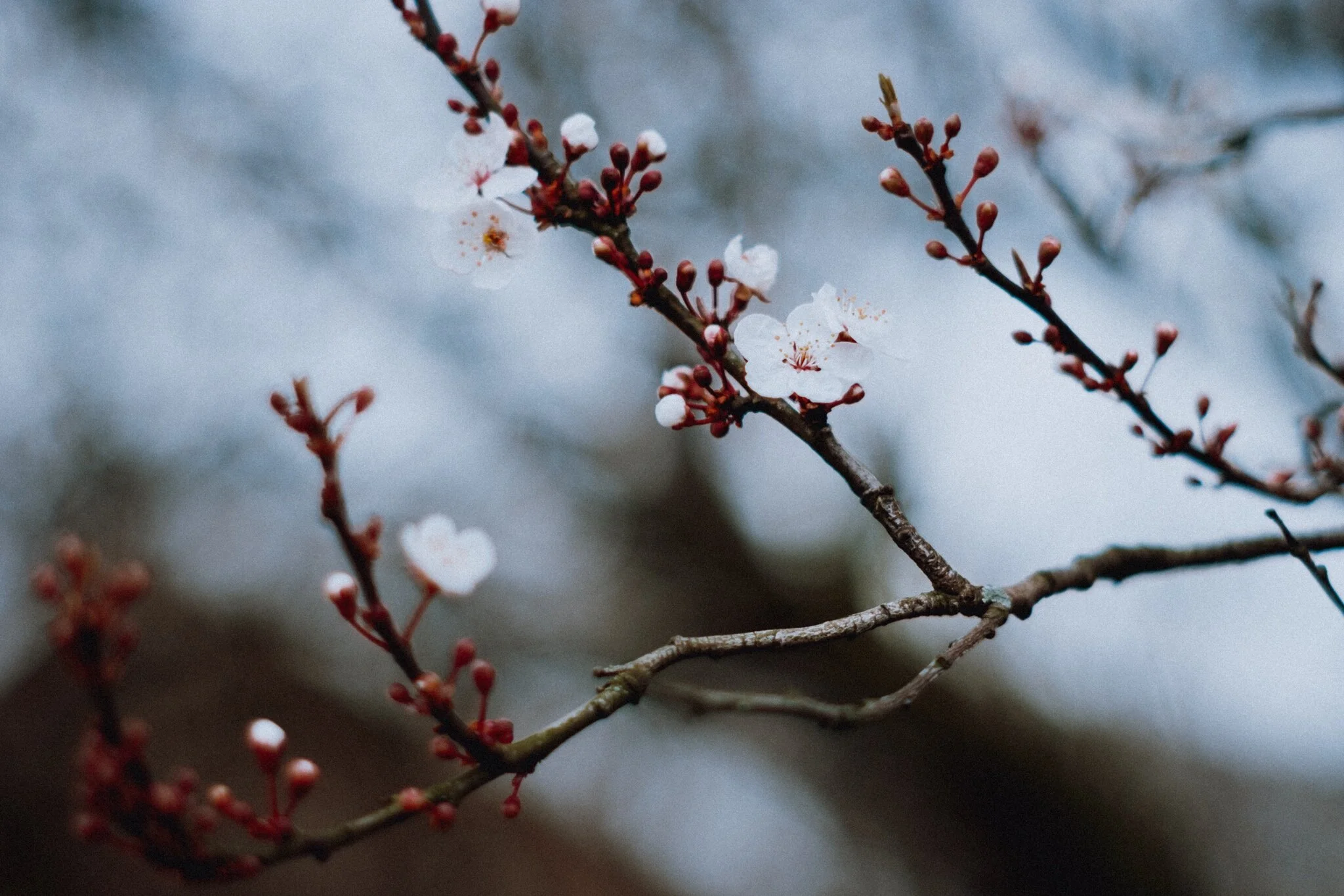 My first sighting of cherry blossom this year.