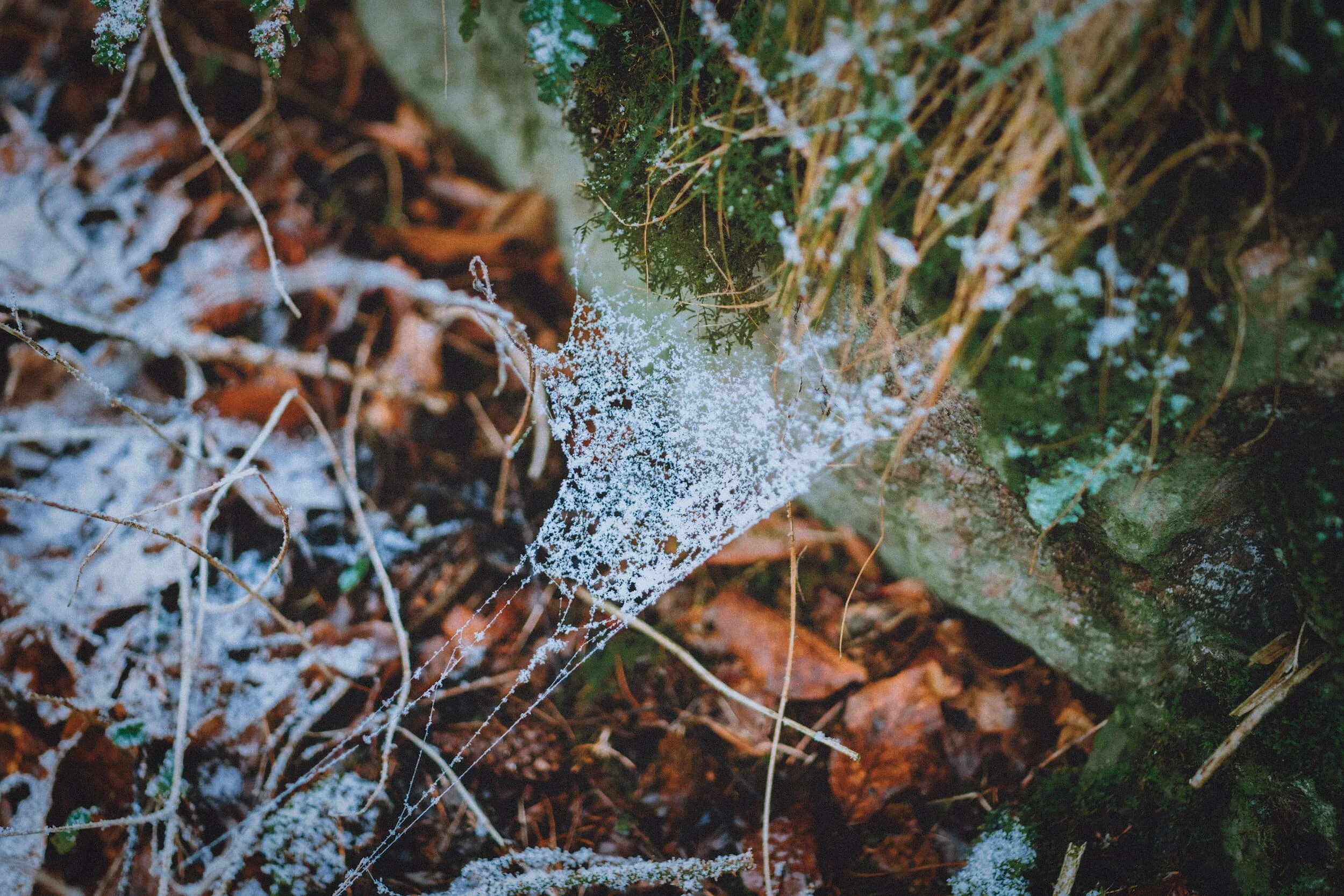  A little spider web hammock. 