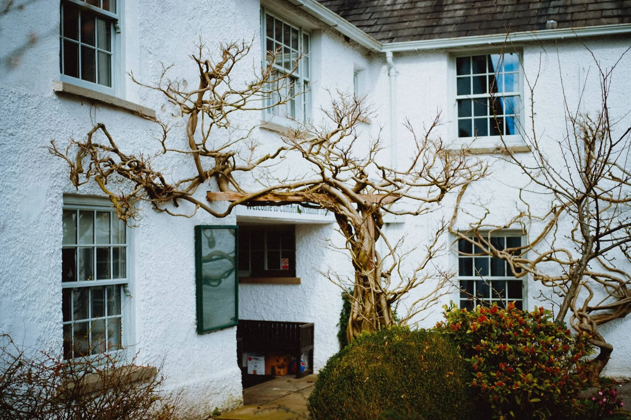  We also nabbed ourselves a couple of flat whites and nipped across the road into the gardens of the Cumbria Wildlife Trust to enjoy. The entrance to the Trust features these magnificent trees. 