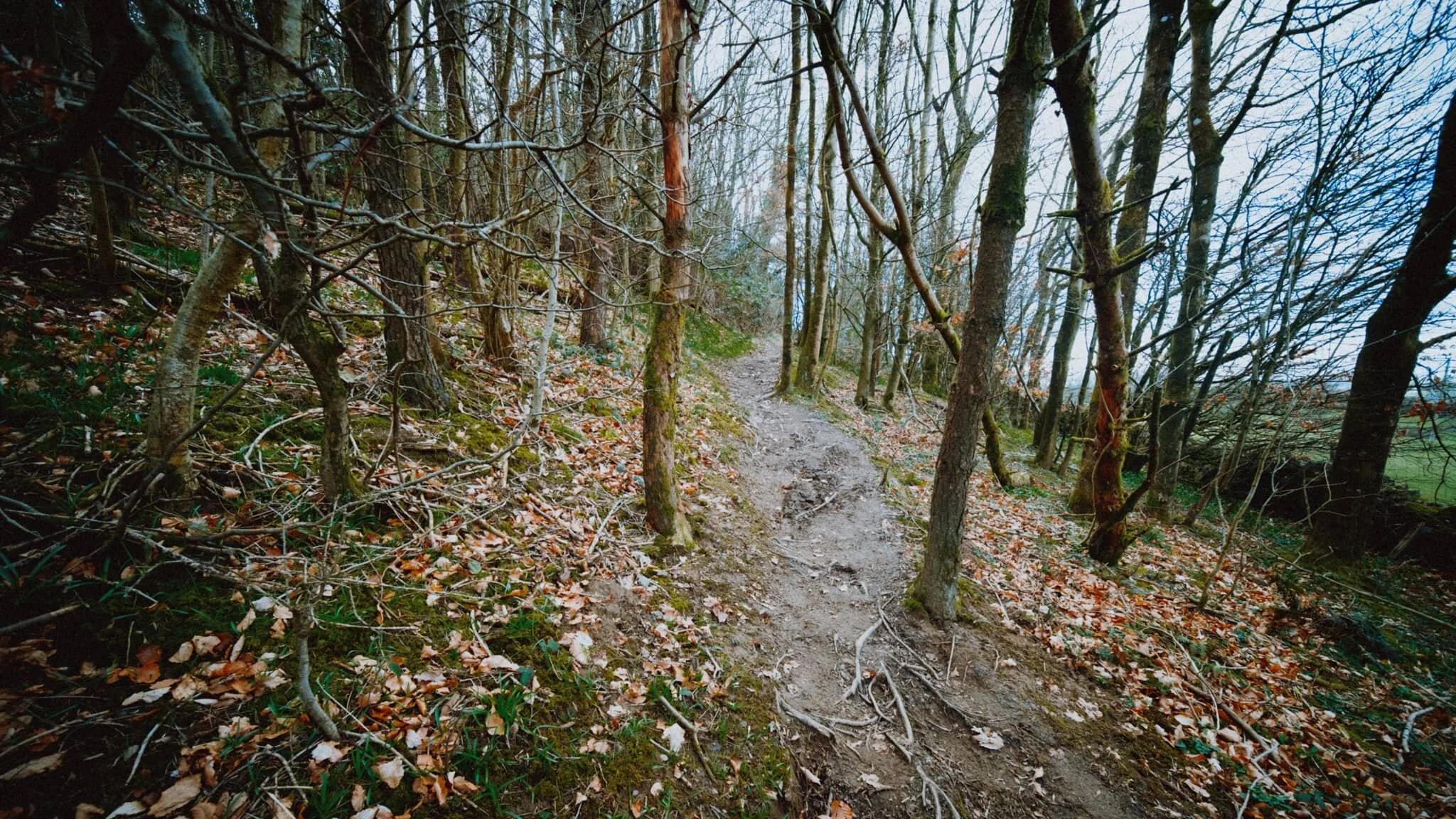 After shopping and hot beverage refreshments, we took the footpath beyond Plumgarth&rsquo;s up Cunswick Scar via this steep wooded track. It&rsquo;s usually quite muddy, and thus slippy, but thankfully a lot of the mud had dried out enough for ample traction. 