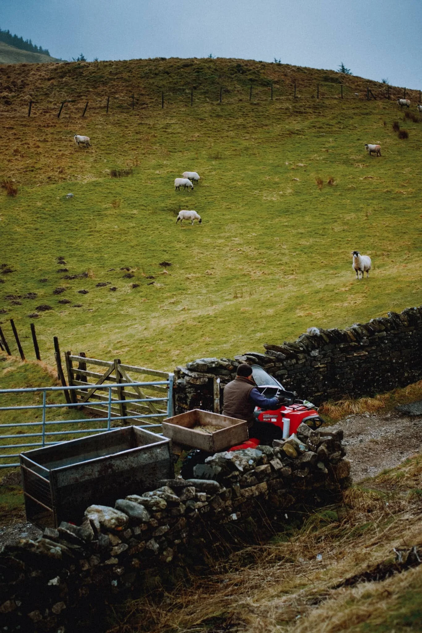  A local farmer making his way back out of the valley after feeding some his flock up on Borrowdale Edge. 