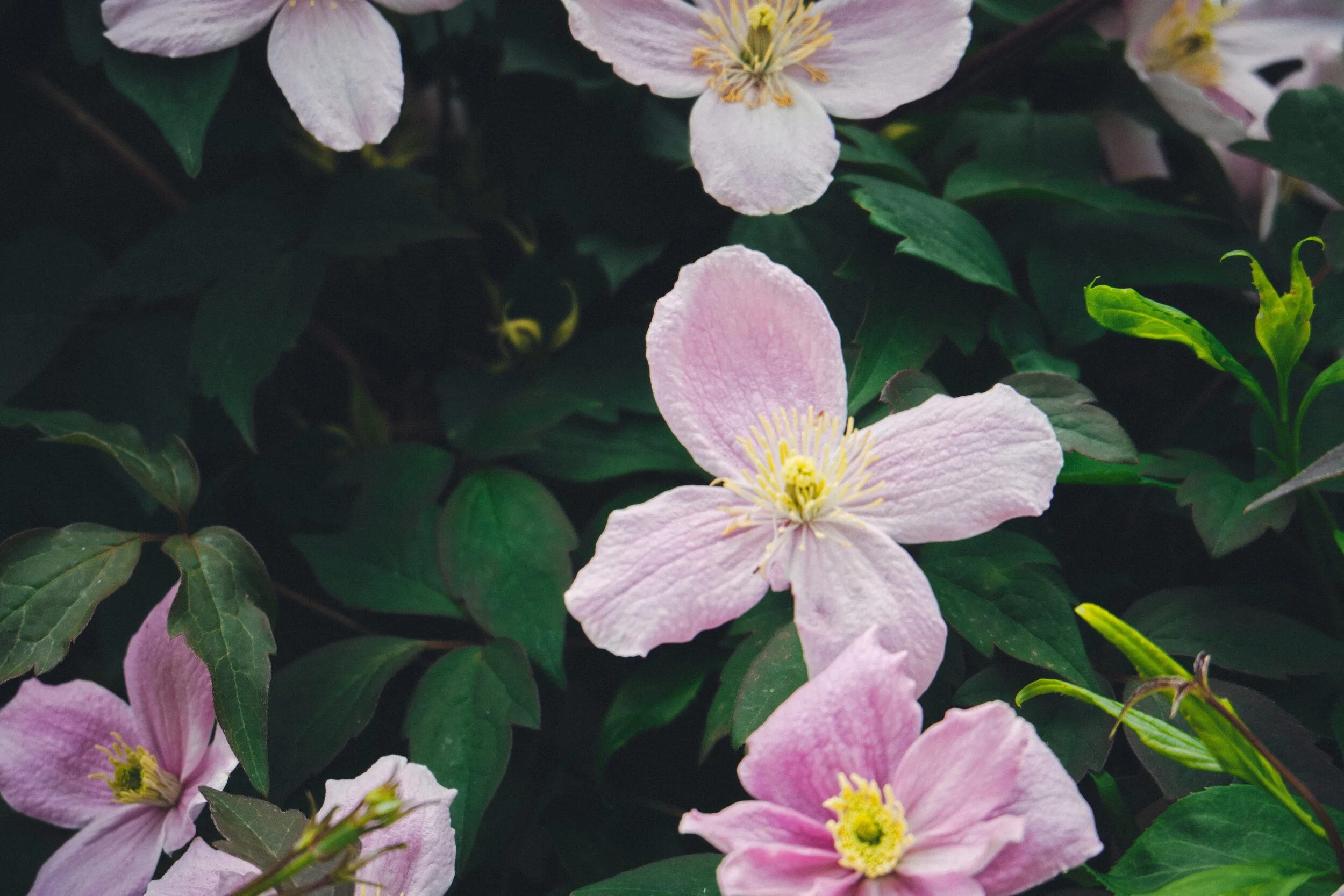  Google reckons this is  Melastoma malabathricum , otherwise known as &ldquo;Indian rhododendron&rdquo;. 
