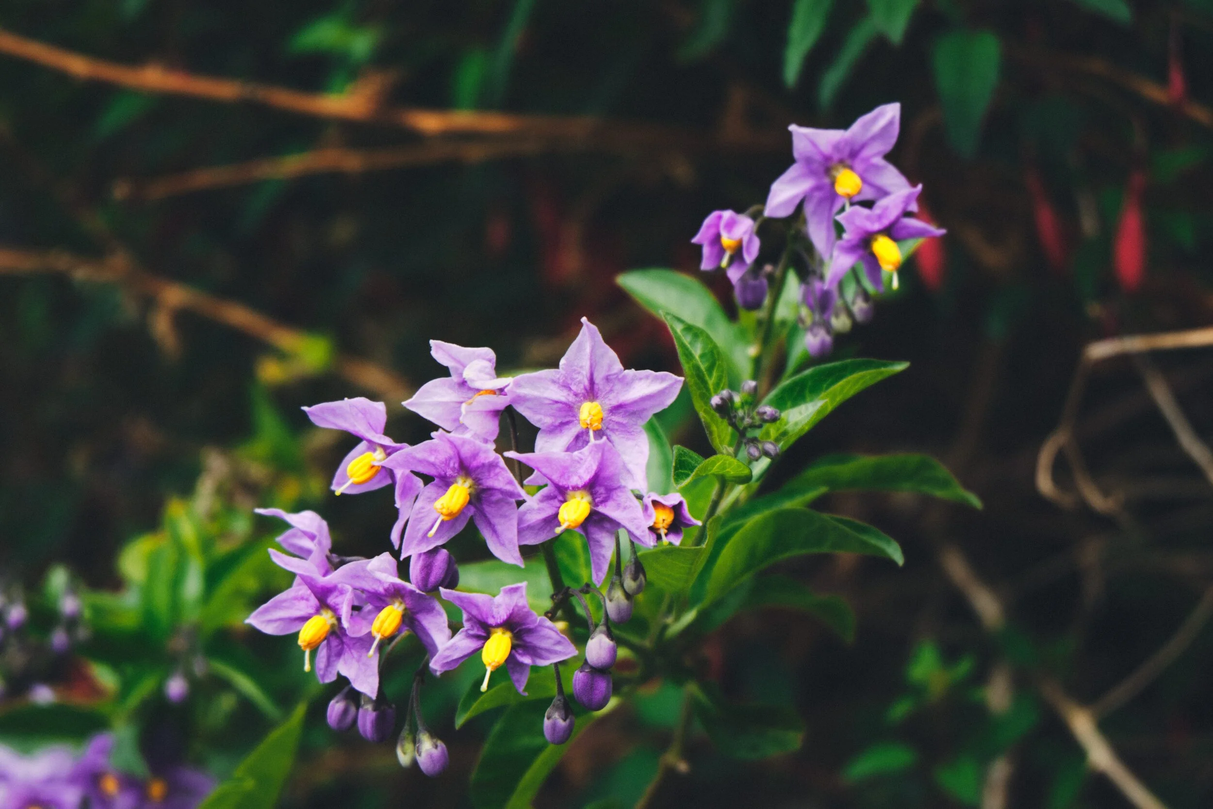  And Google thinks this is  Solanum trilobatum , a herb usually cooked in the Indian subcontinent. 