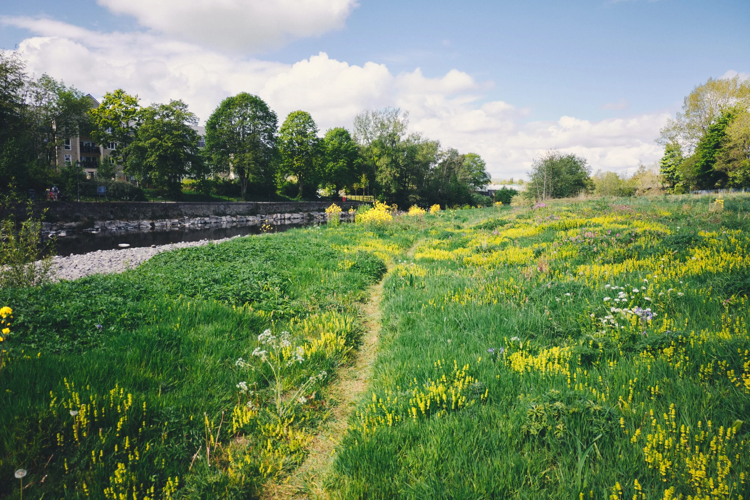  The meadows off the River Kent&rsquo;s east bank near Mintsfeet has  exploded  in wild flowers. 