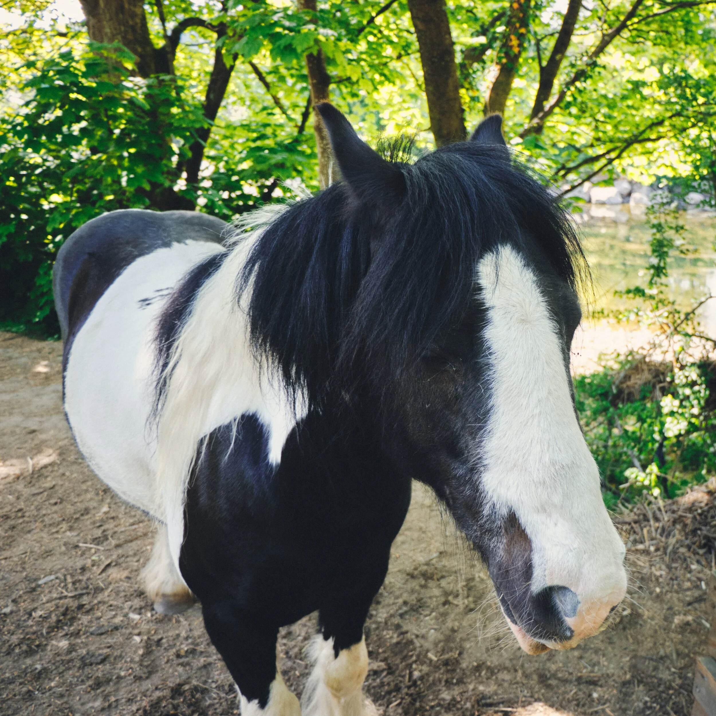  A lovely horse enjoying the shade. I mean, it might have been. It was hard to tell, because the horse barely moved and almost seemed catatonic. It accepted nose stroking from Lisabet and I but eventually flinched from me, which alarmed me. So we left it alone and went back the way we came. I hope it&rsquo;s OK. 