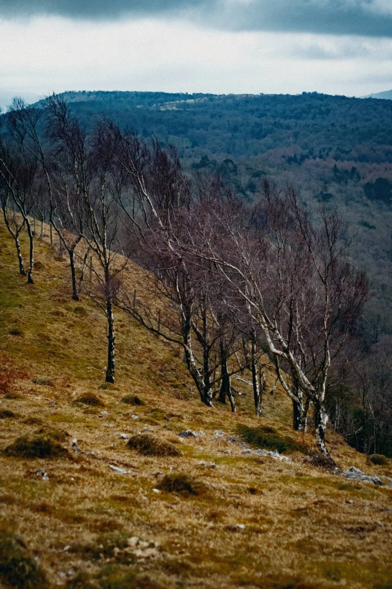  Near Bell Rake the land drops away sharply, exposing these silver birch to the consistent westerly winds. 