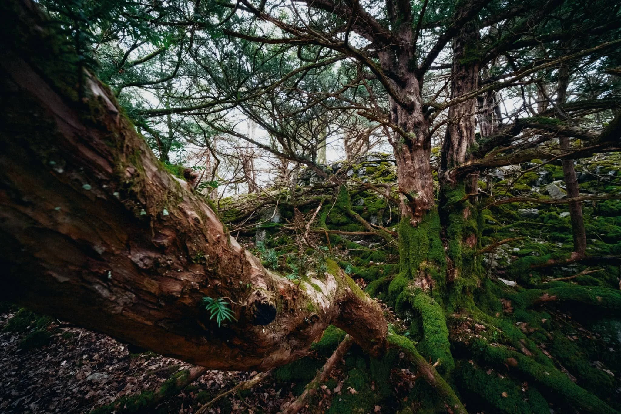  My ultra-wide 9mm lens had some fun following various tree trunks and branches for more unusual compositions. 