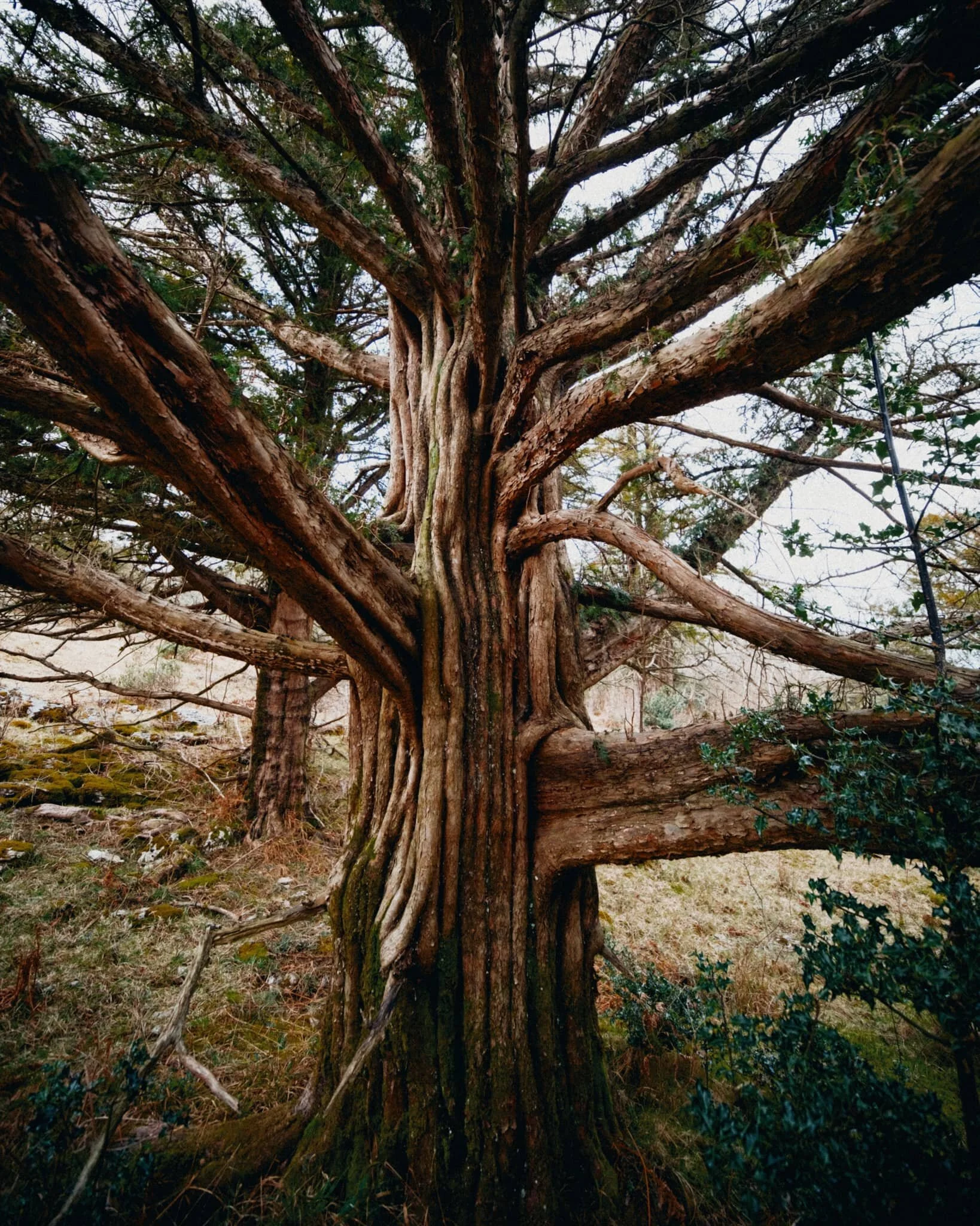  A rather unusual tree, to my experience; the trunk is almost tendon-like in its structure. Google thinks this is  Hesperocyparis macrocarpa , a Monterey cypress tree. 