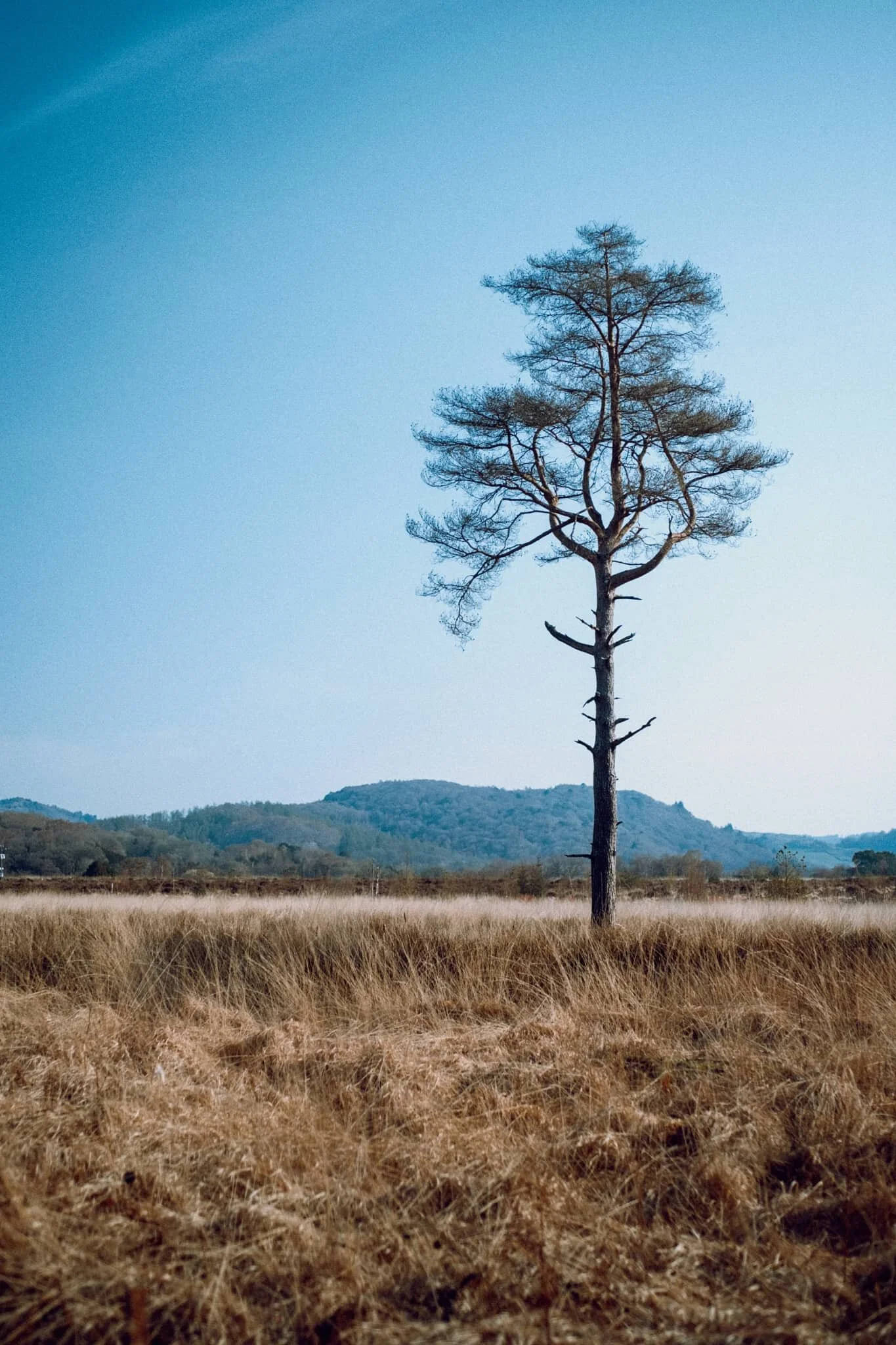  Around Roudsea Mosses, the bogs are home to isolated clusters of Scots Pines, making for rather minimalist compositions. 