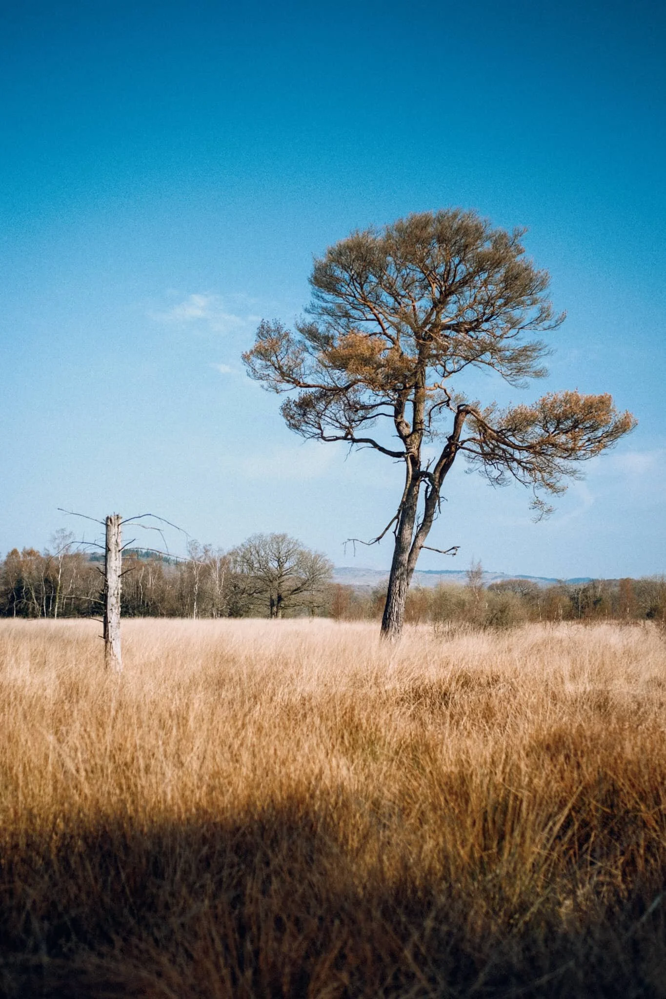  Pleasing to the eye, especially the sense of distance. 