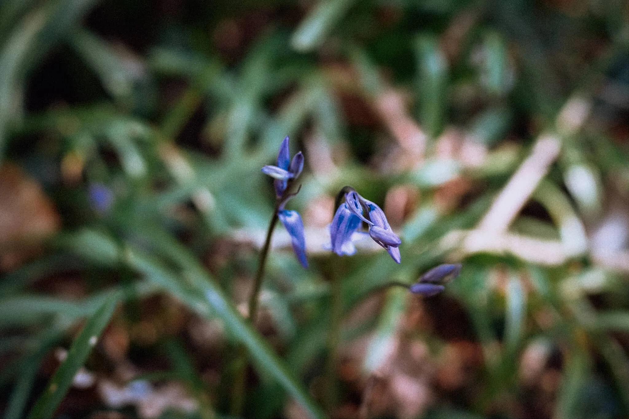  An early Bluebell. We&rsquo;ll be seeing more of these in the various woods around Cumbria within the next fortnight or so. 