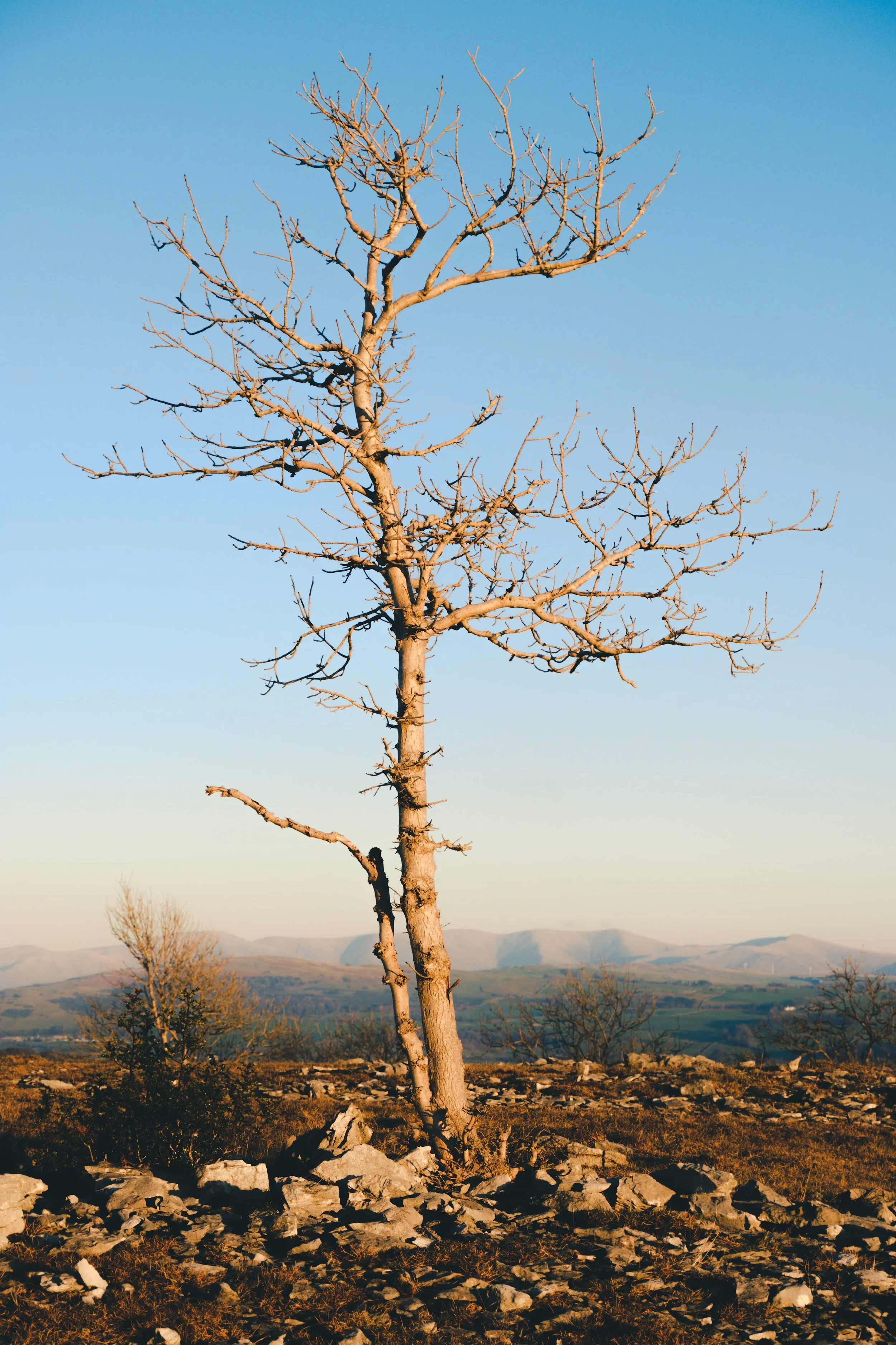 Newyear_Scoutscar 16