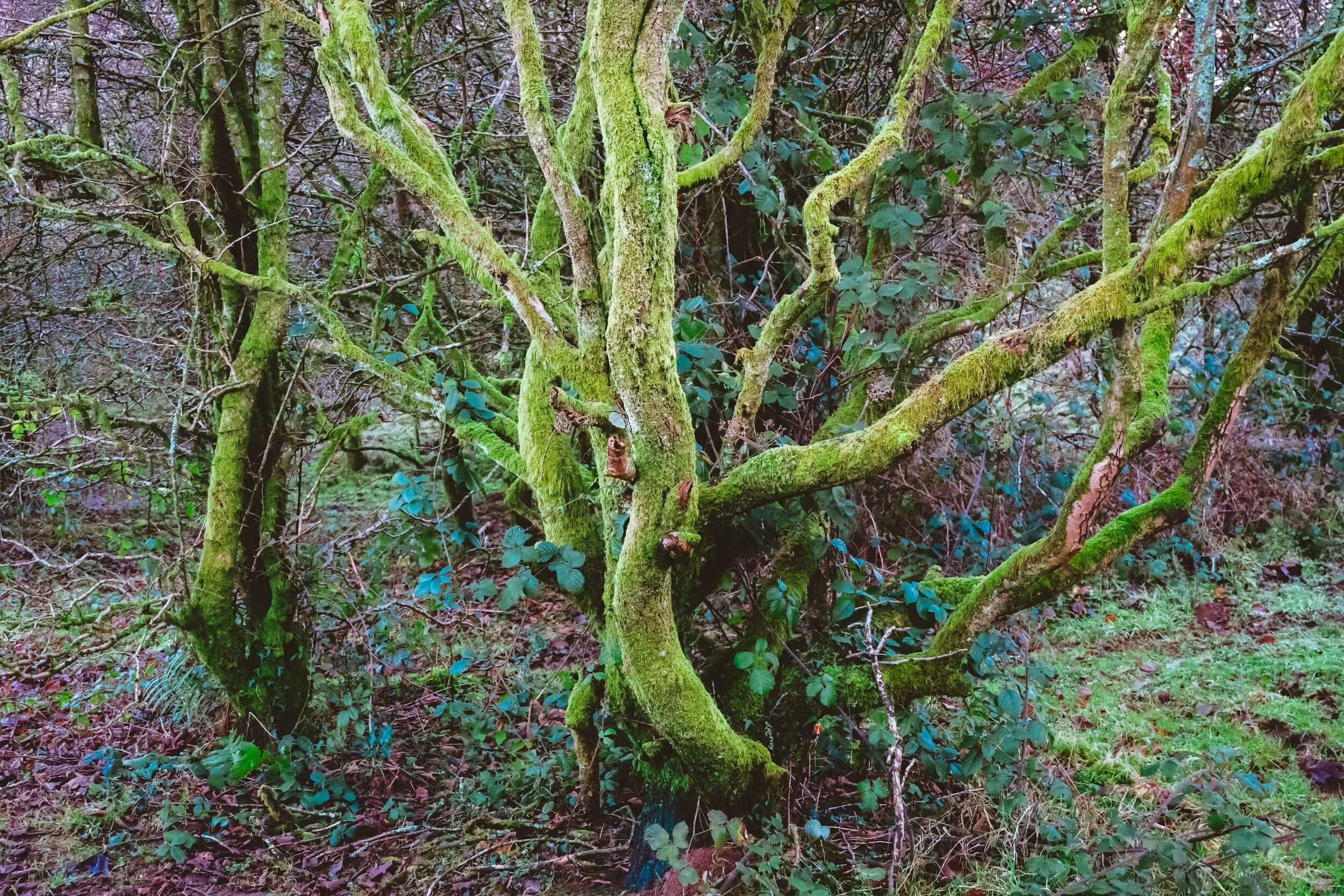 Newyear_Scoutscar 22