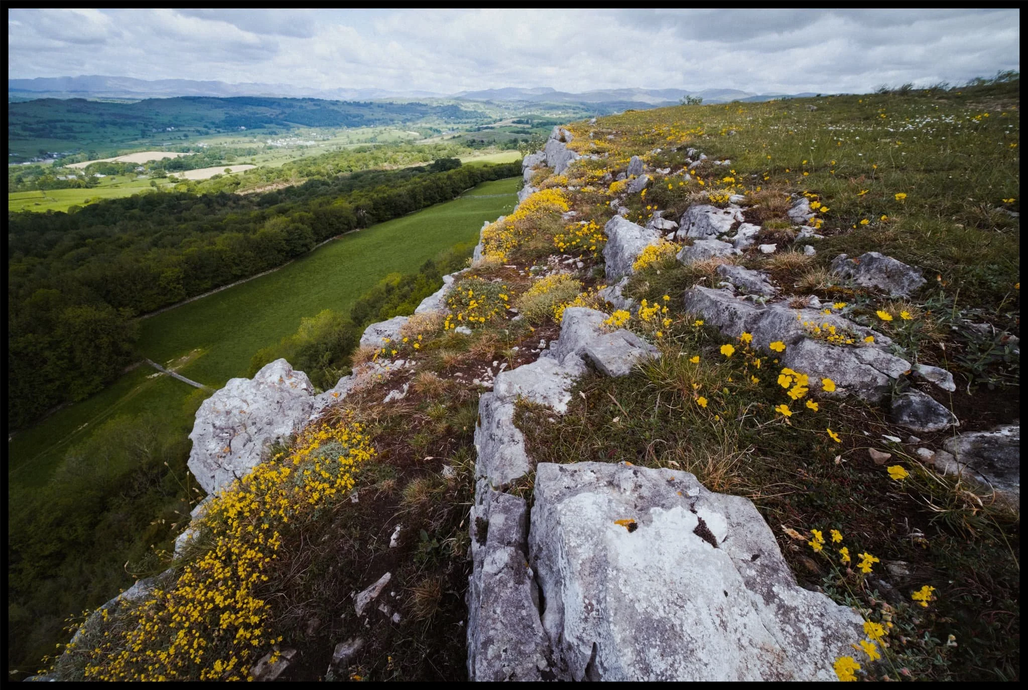  I can tell I&rsquo;ve not been up Scout Scar much during the late spring/summer, because I had no idea there were so many beautiful flowers along the cliff tops! My ultra-wide angle lens had a lot of fun. 