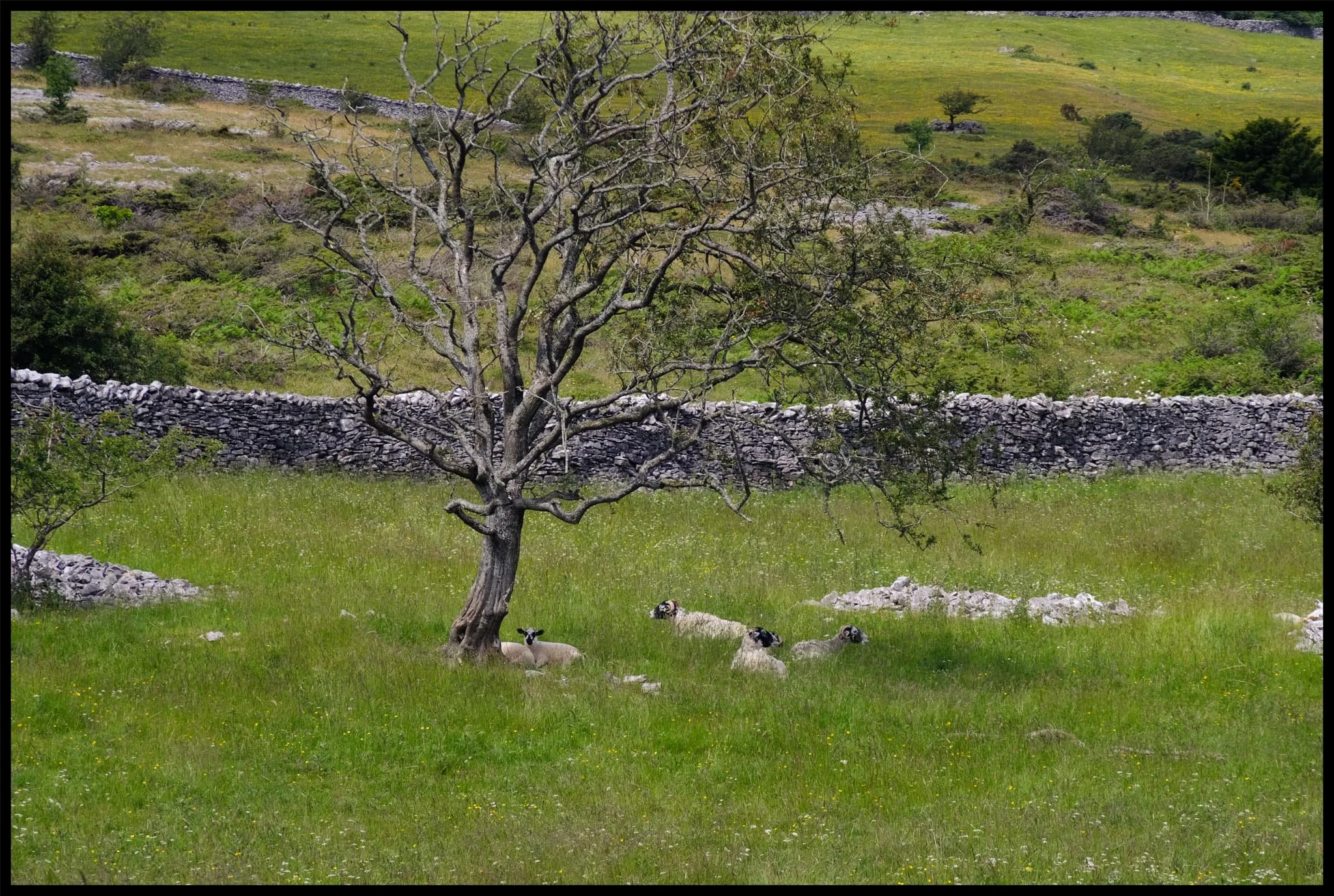  Past Bradleyfield Farm and heading up the back of Scout Scar, I spot some Swaledales chilling in the adjacent fields. 