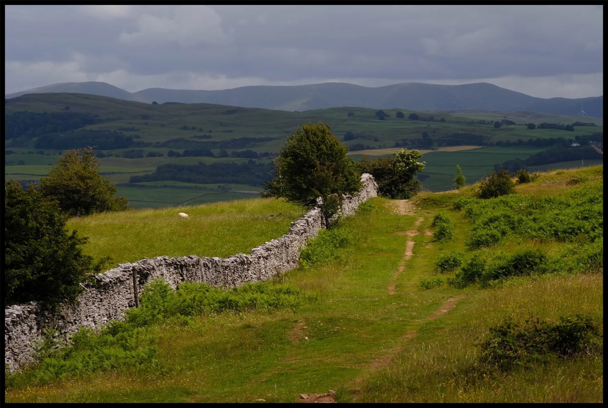  As I climb up the views looking back open up and you can start to make out the  Howgills  and their rolling forms. 