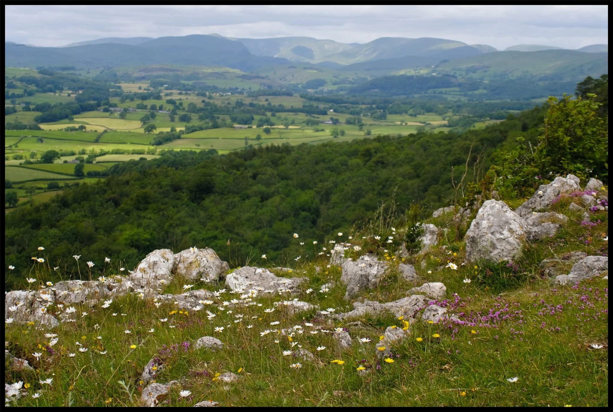  Daisies populate Scout Scar edge near the Mushroom. In the distance are the Kentmere fells. 