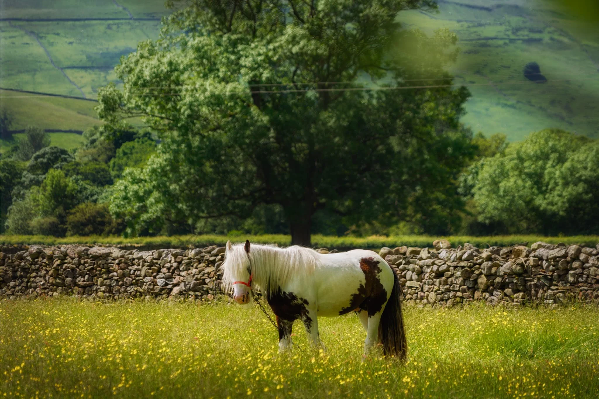  There&rsquo;s plenty of horses about at the moment as travellers make their way to the Appleby Horse Fair. One particularly shaggy fella posed for me in a field full of flowers, and I couldn&rsquo;t say no. 