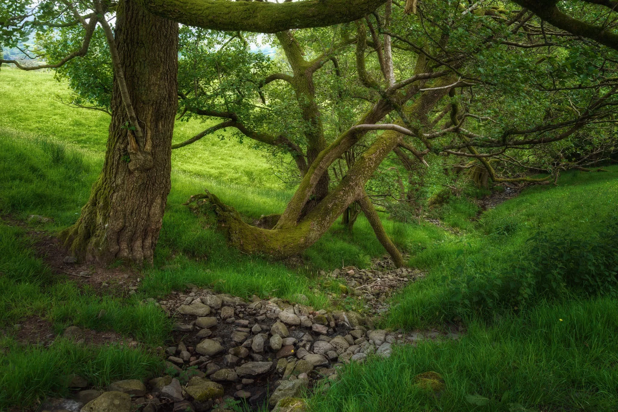  After a brief pit stop and refreshment in Sedbergh town, we continued the hike. The trail circumnavigates Castlehaw and climbs up the hillside underneath the Howgills. A very dry Settlebeck Gill provides a leading line in between these gnarly old trees. 