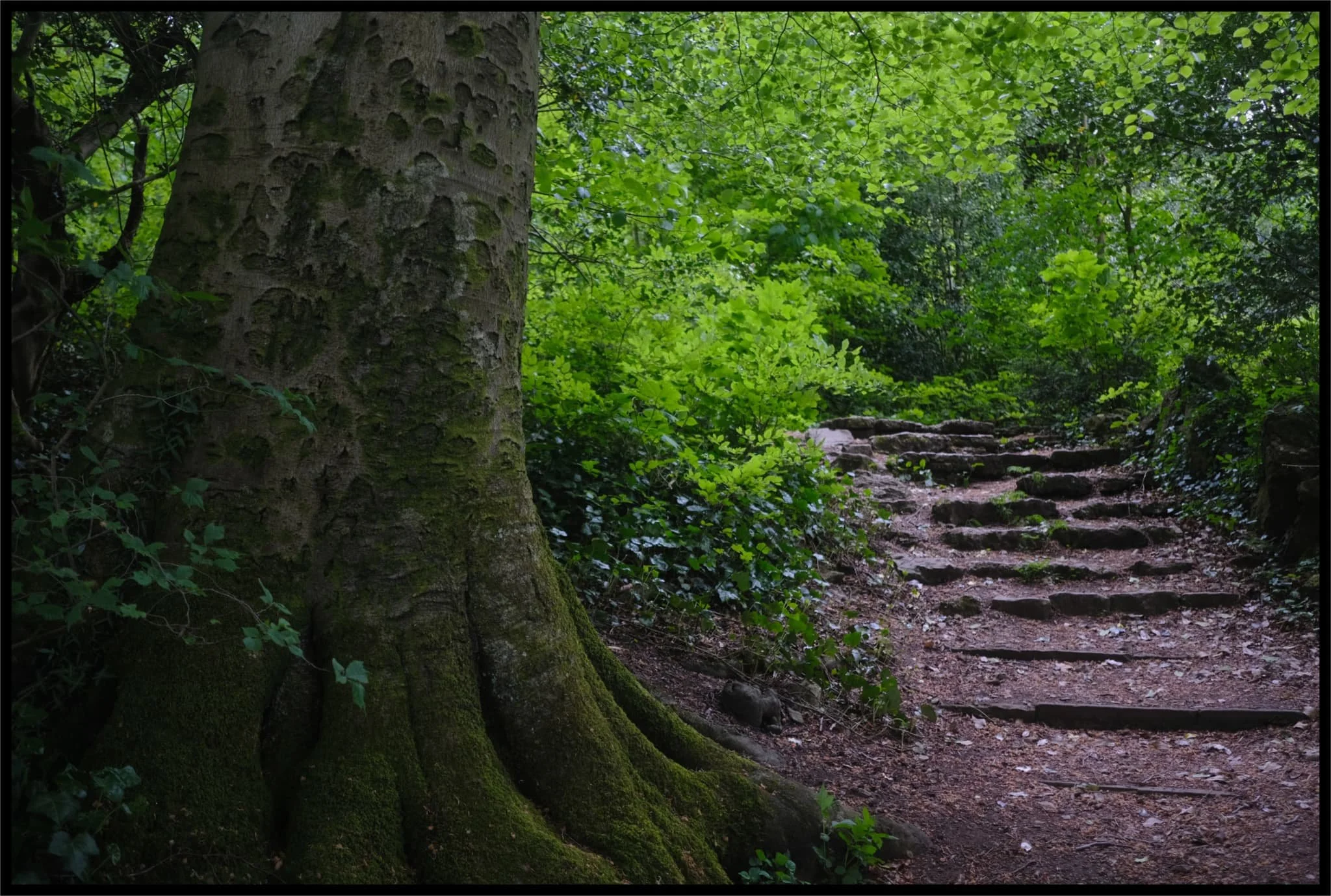  Into Serpentine Woods we go. 